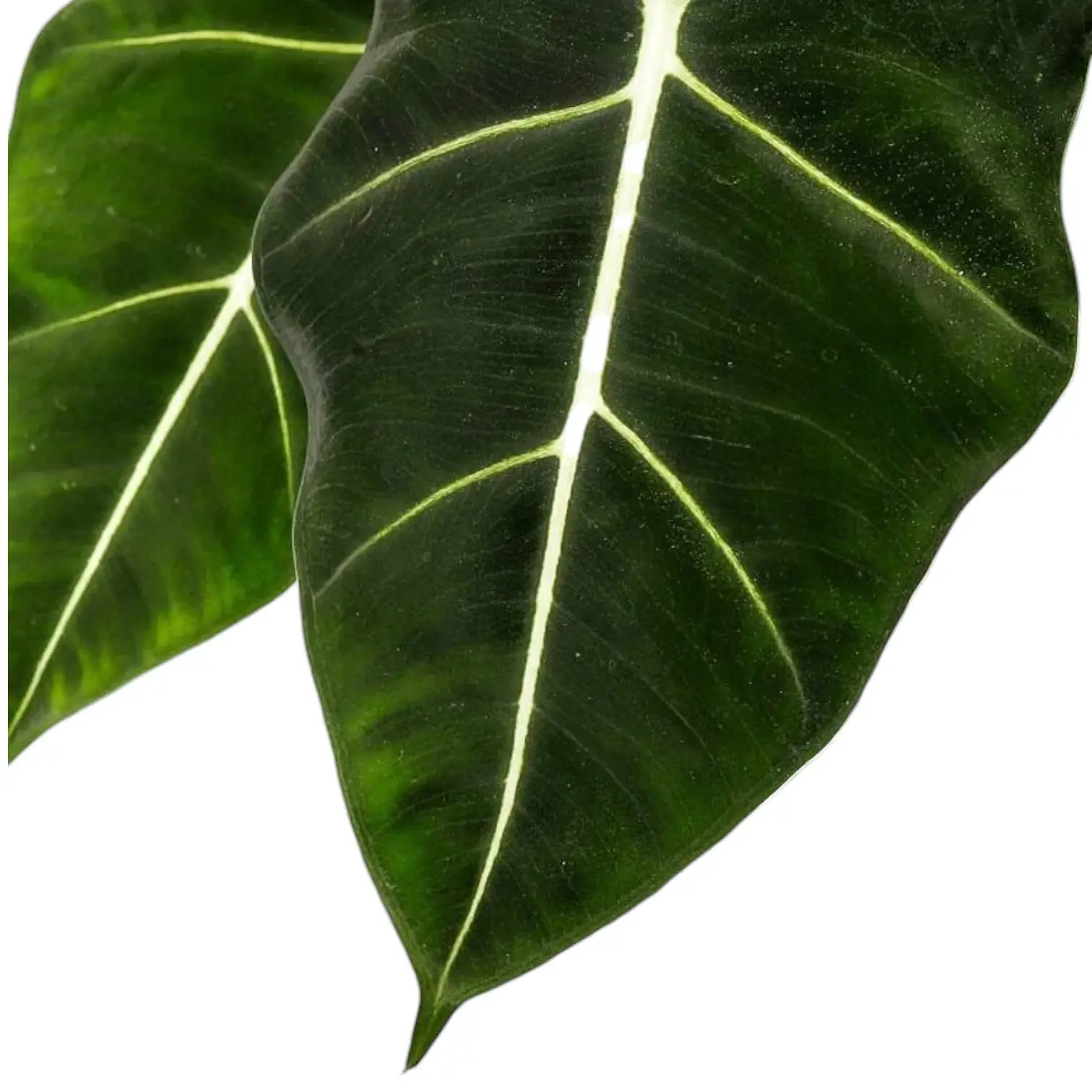 Alocasia micholitziana âGreen velvetâ (âMaxkowskii') leaf close-up on white background.