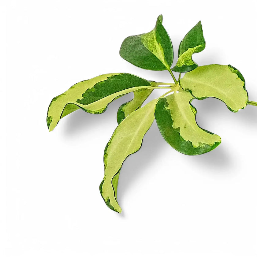 Nahaufnahme von Heptapleurum (Schefflera) arboricola 'Charlotte' vor weiĂem Hintergrund.