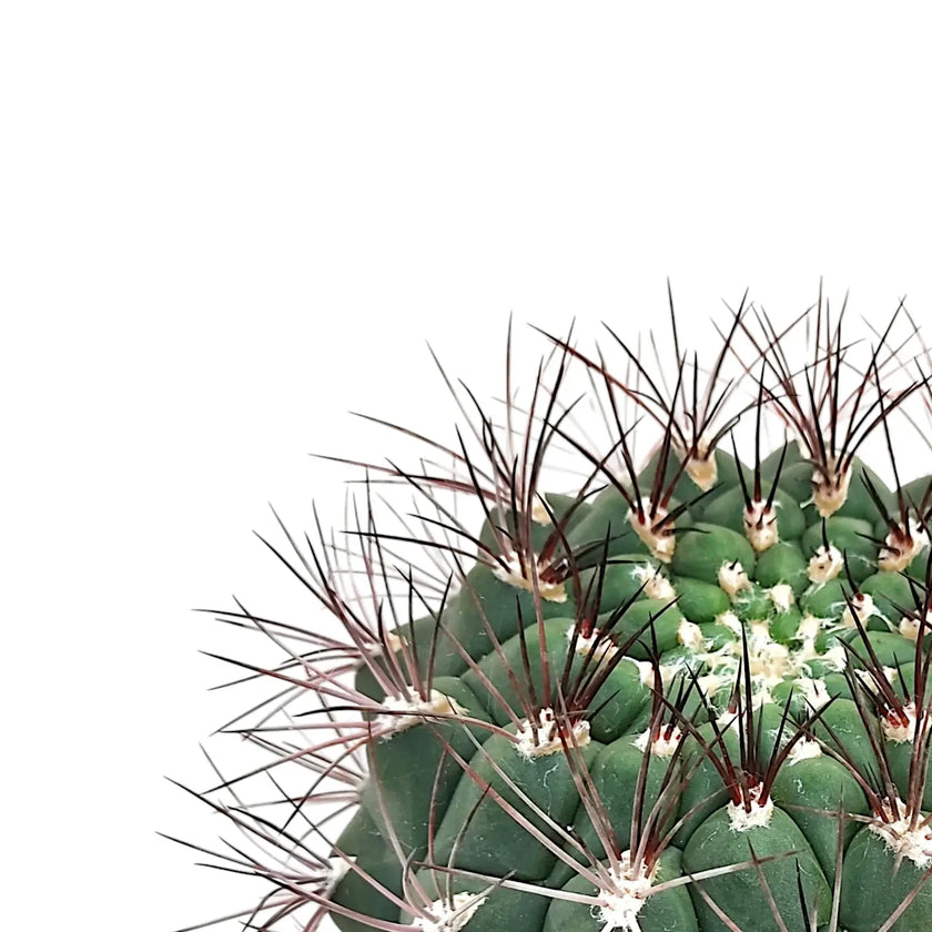 Gymnocalycium saglionis leaf close-up on white background.
