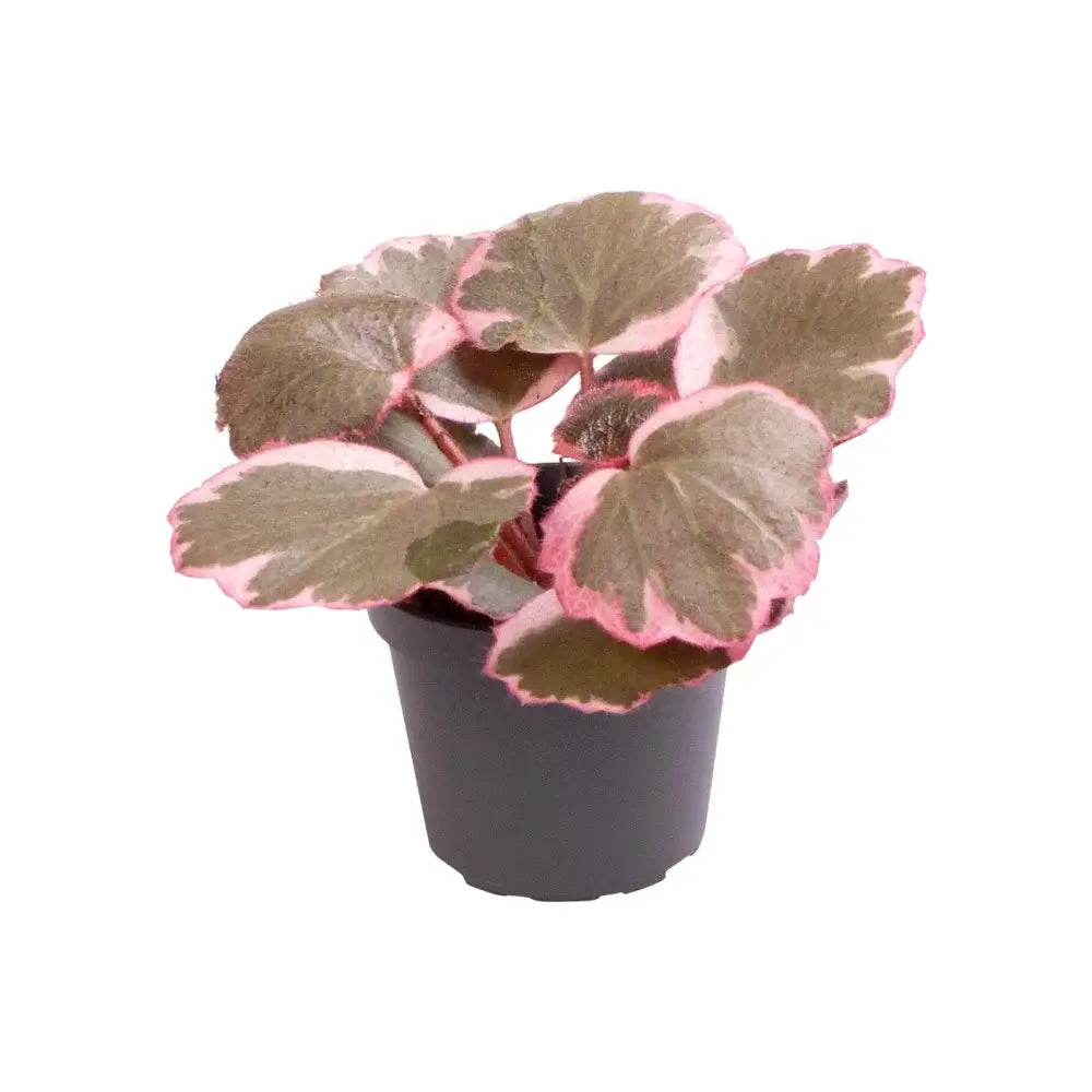 Saxifraga stolonifera variegata ('Strawberry Begonia') potted houseplant in nursery pot on white background, product photo 4.