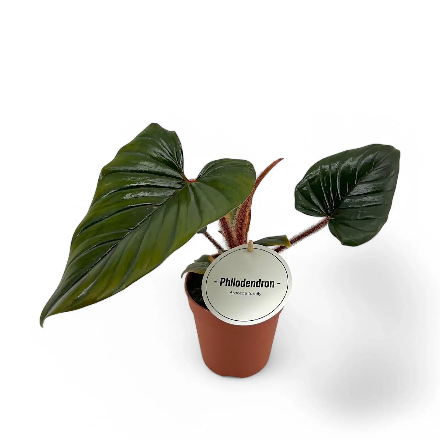 Philodendron squamicaule – Topfpflanze im Kulturtopf vor weißem Hintergrund, Produktfoto 2.