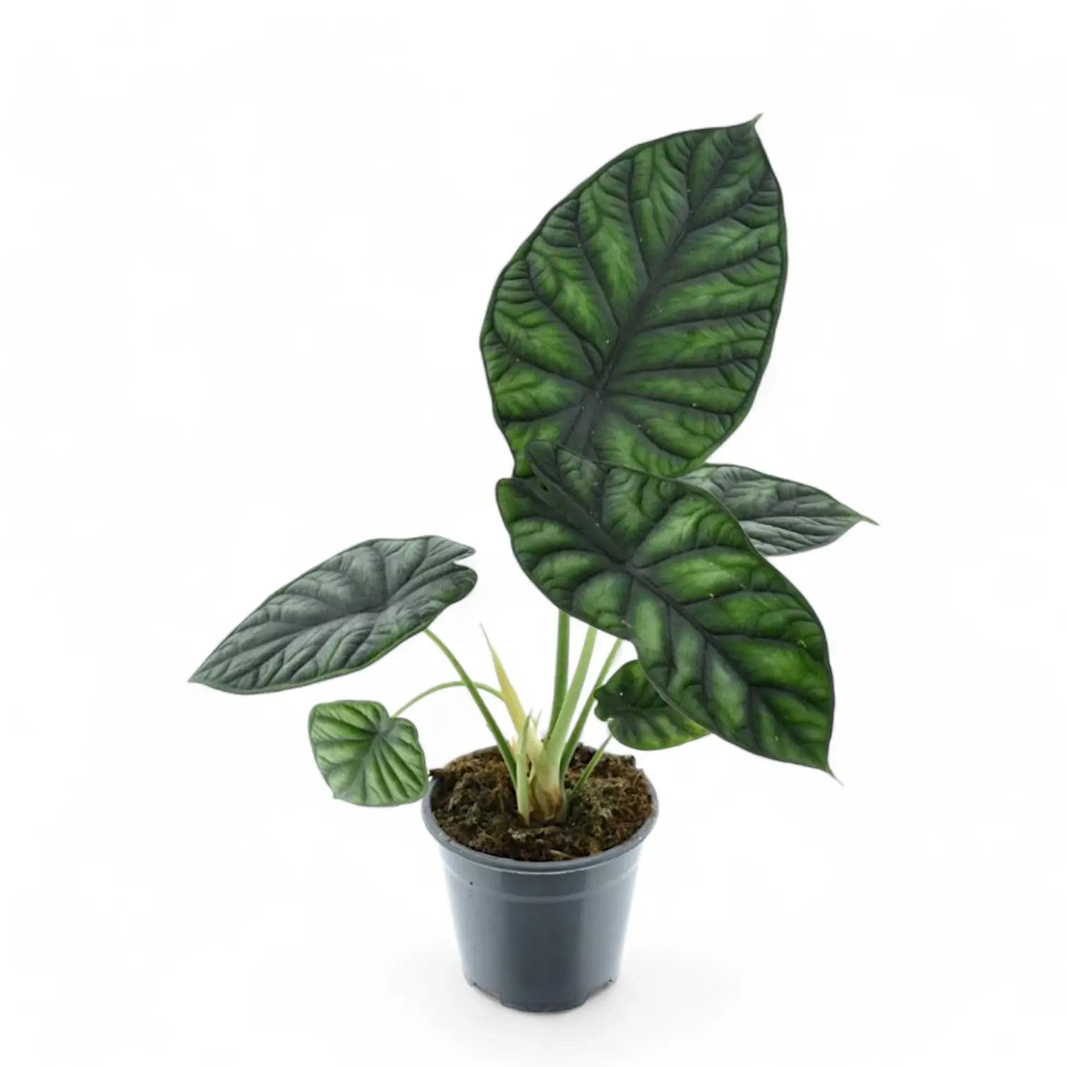 Alocasia baginda 'Dragon scale' potted houseplant in nursery pot on white background, product photo 12.
