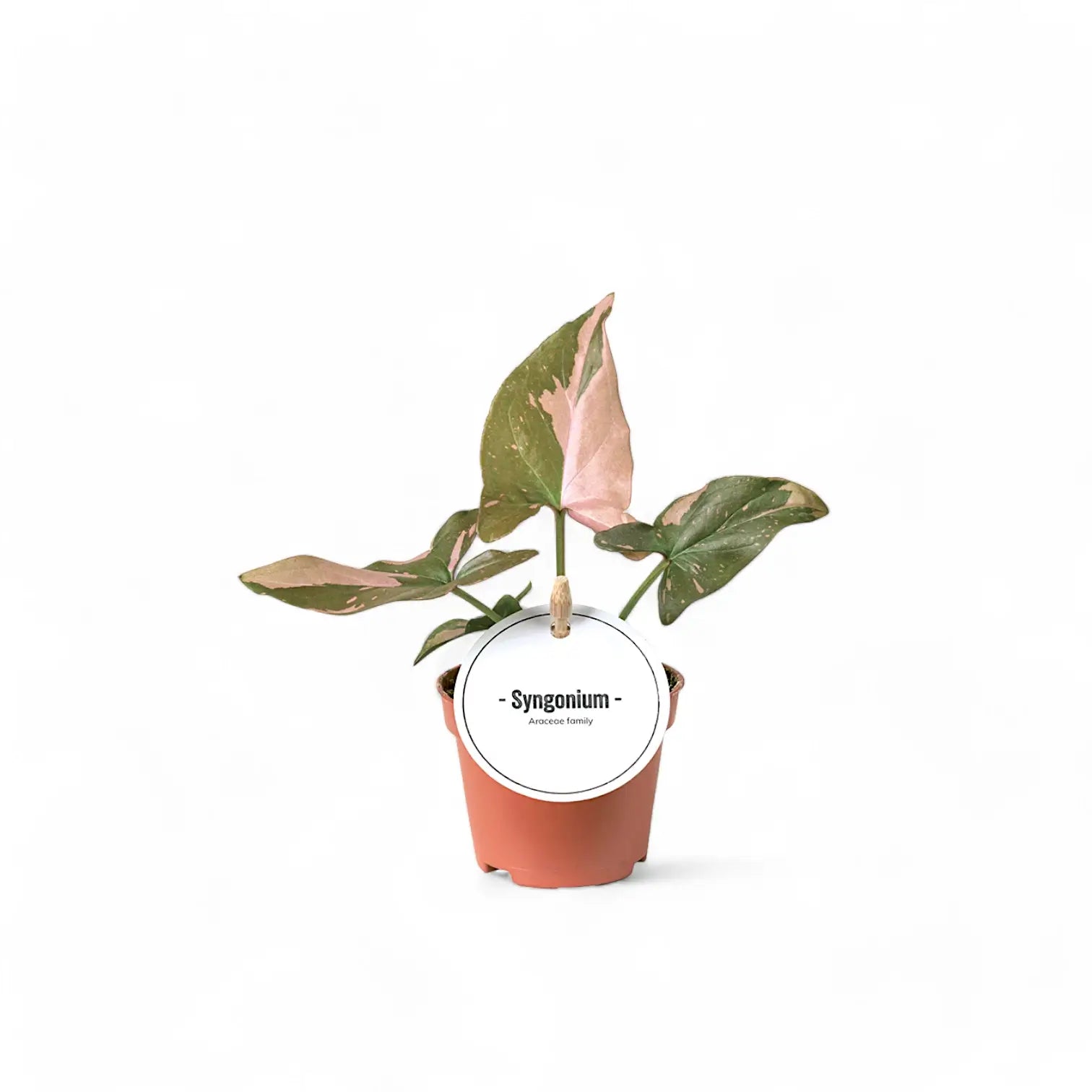 Syngonium podophyllum 'Red Spot' ('Pink splash') – Zimmerpflanze im Kulturtopf auf weißem Hintergrund, Produktfoto 4.