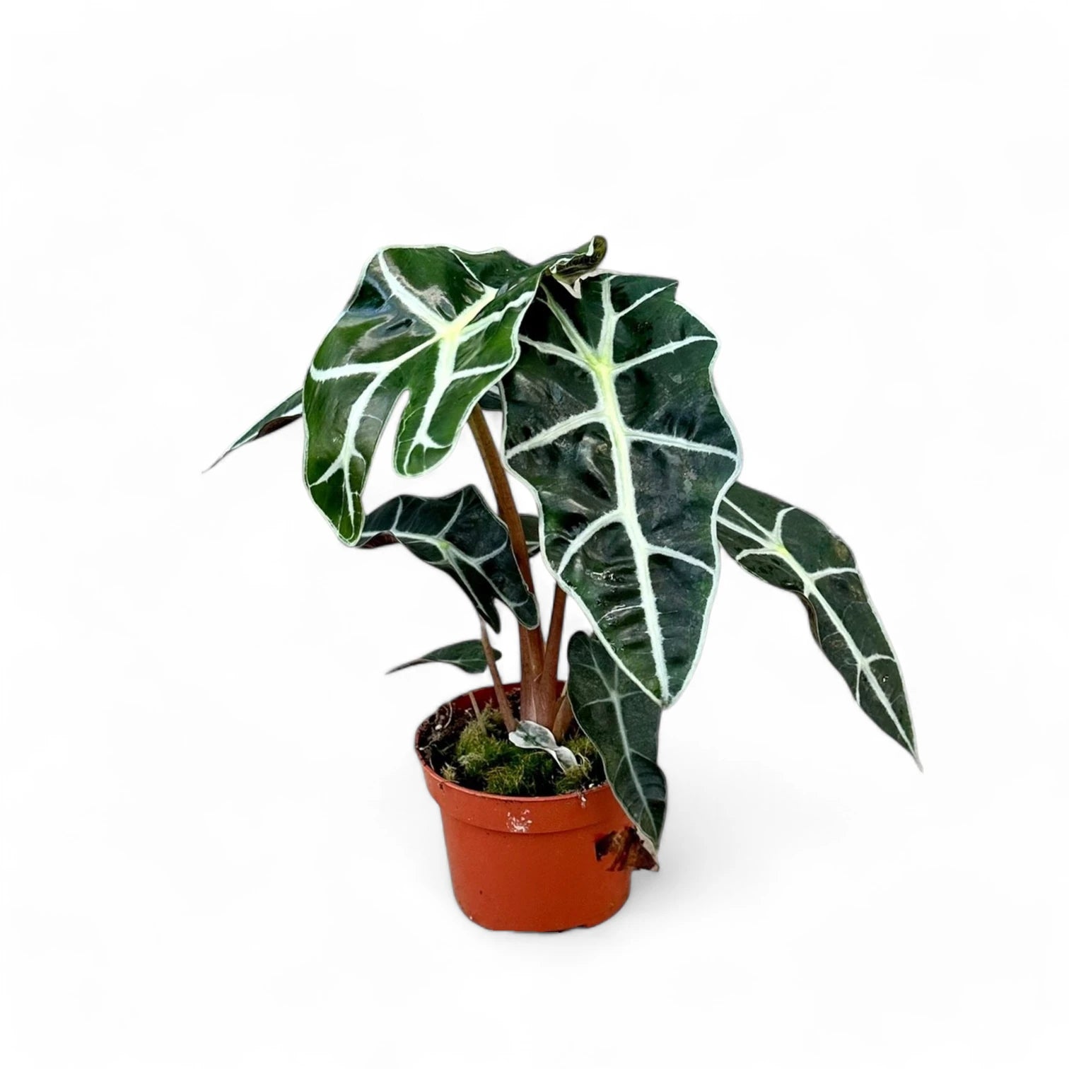 Alocasia 'Polly' – Zimmerpflanze im Kulturtopf auf weißem Hintergrund, Produktfoto 4.