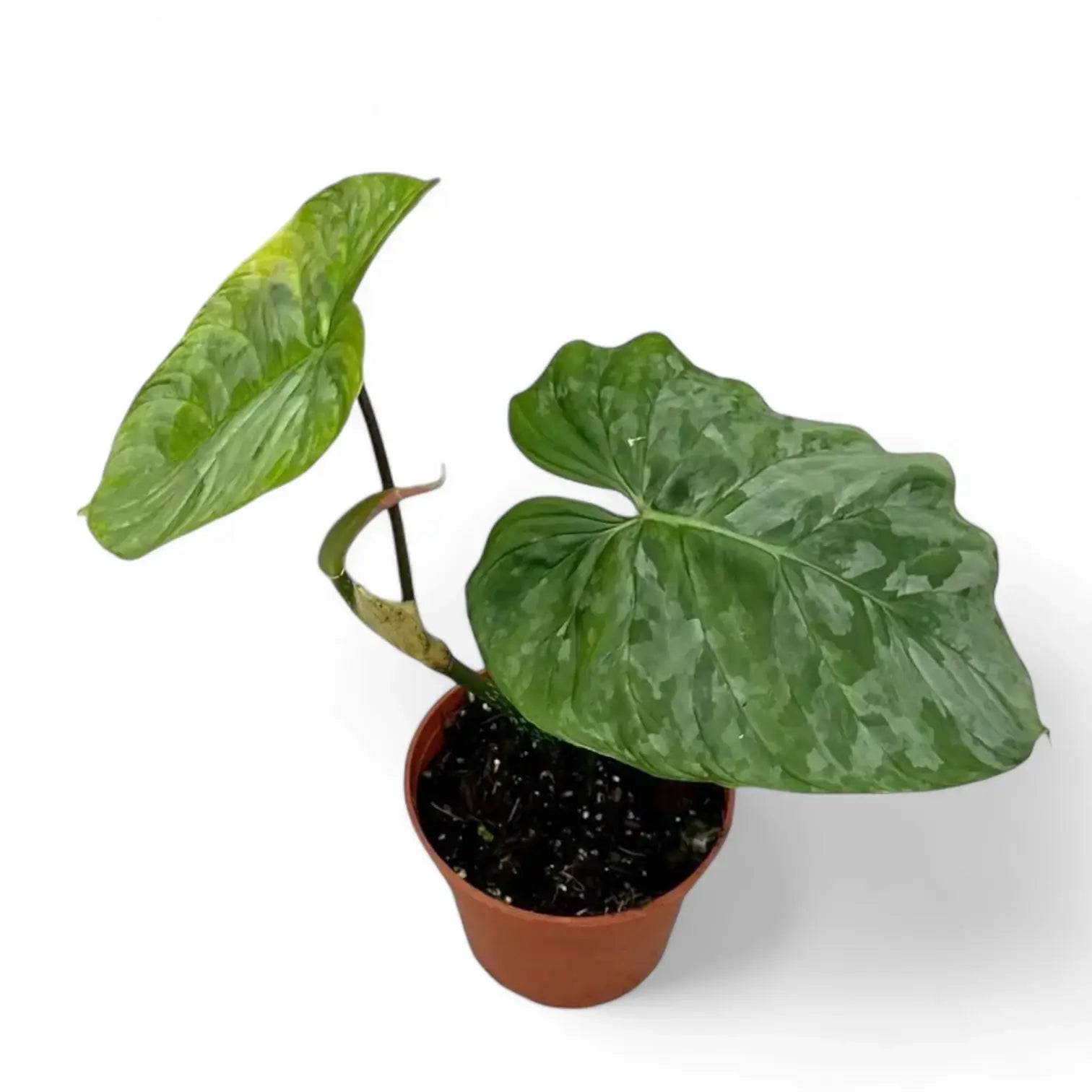 Philodendron 'Majestic' (verrucosum x sodiroi) – Zimmerpflanze im Kulturtopf auf weißem Hintergrund, Produktfoto 9.
