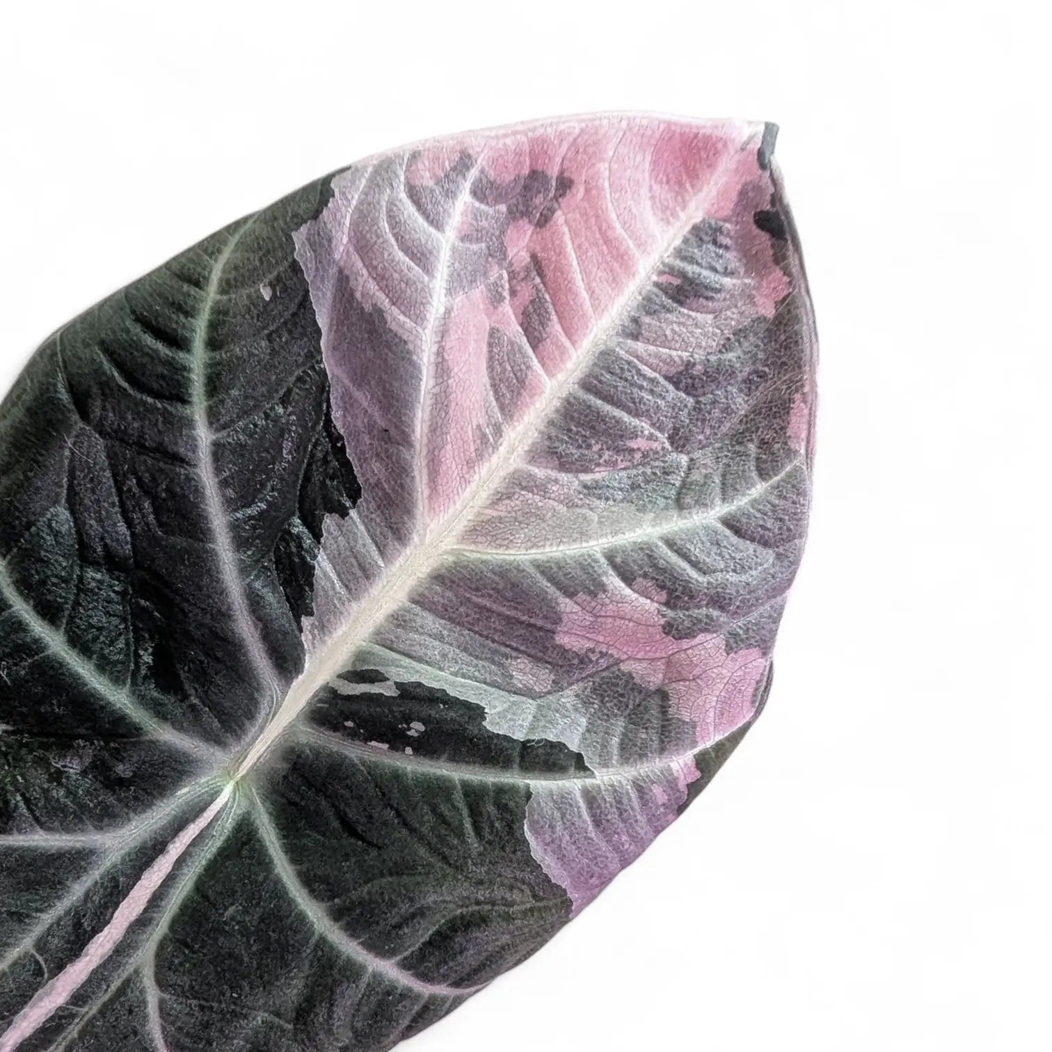 Alocasia reginula Pink Variegated leaf close-up on white background.