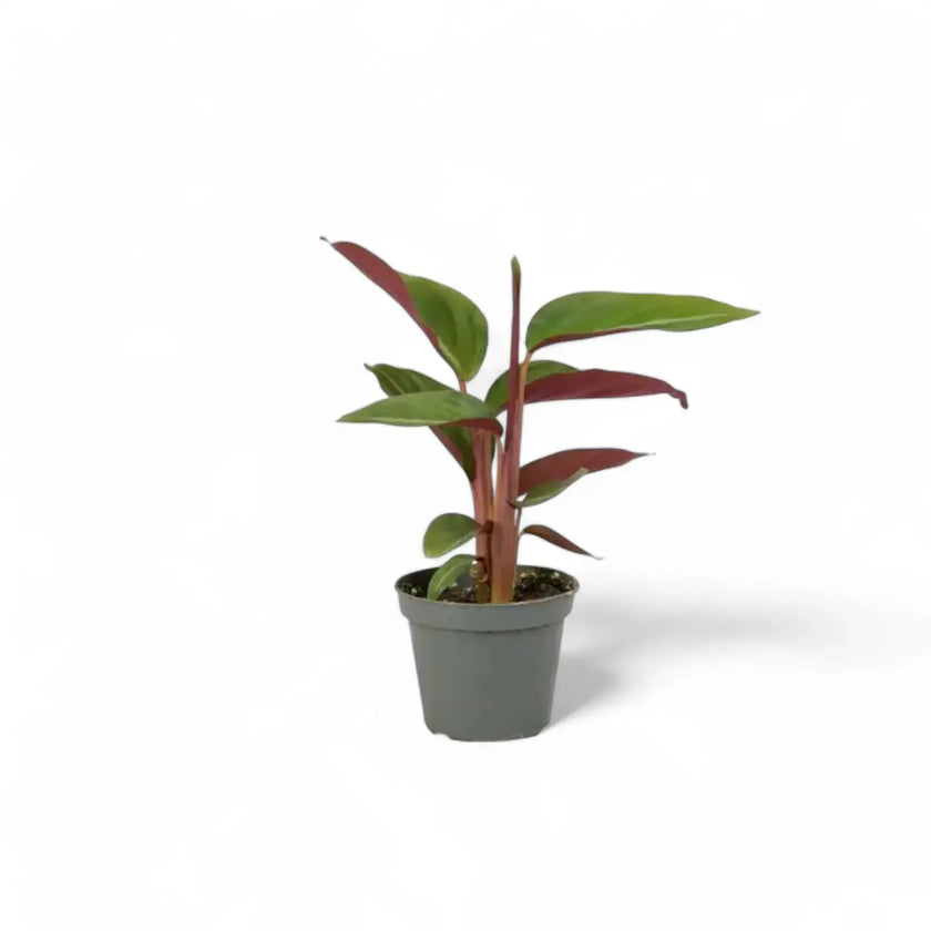 Stromanthe thalia 'Triostar' potted houseplant in nursery pot on white background, product photo 3.