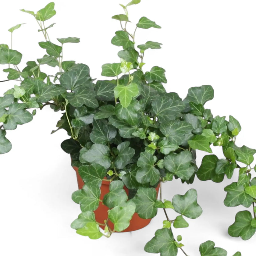 Hedera helix 'Wonder' â Zimmerpflanze im Kulturtopf auf weiĂem Hintergrund, Produktfoto 2.