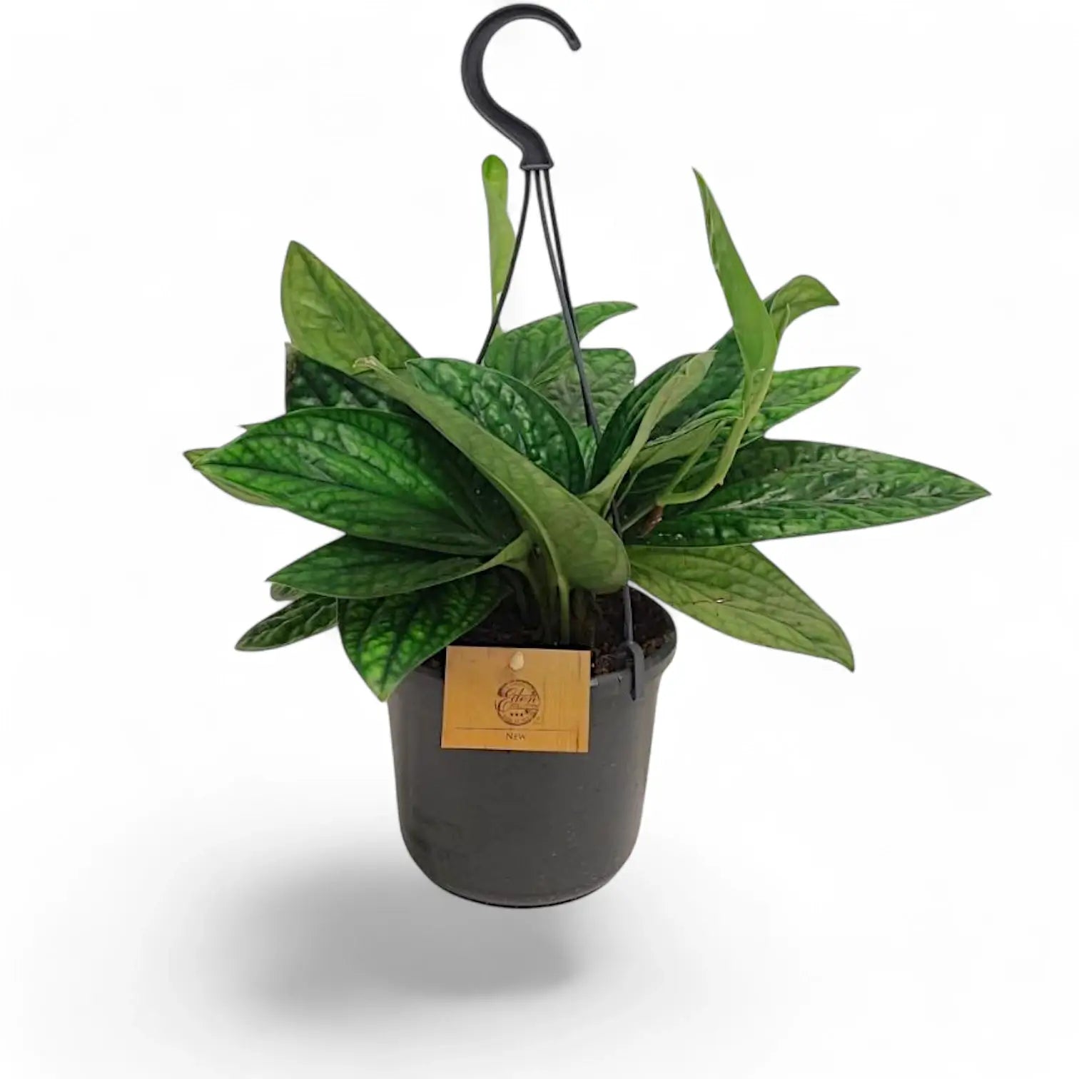 Monstera sp. Peru ('Karstenianum') – Zimmerpflanze im Kulturtopf auf weißem Hintergrund, Produktfoto 7.