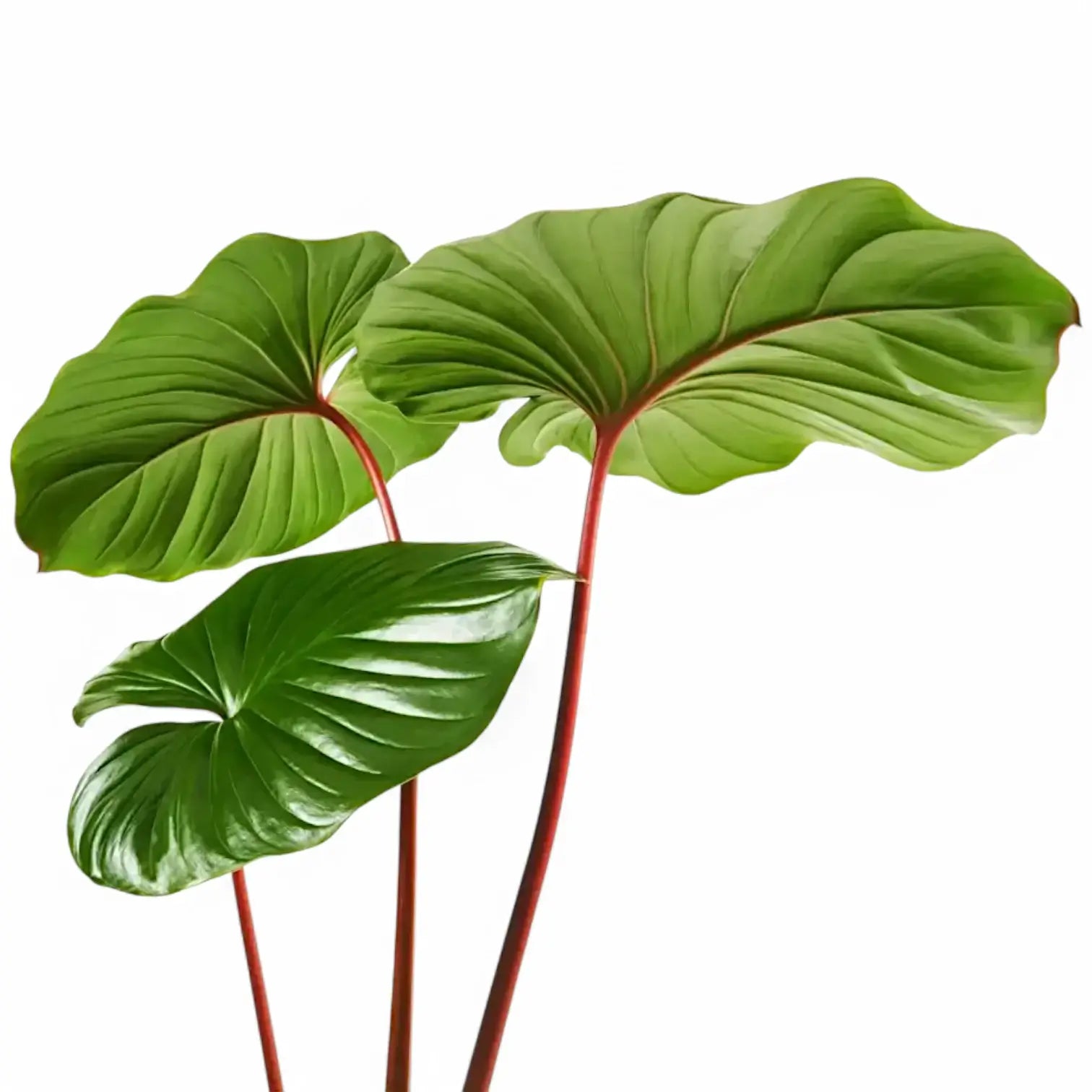 Homalomena rubescens âMaggyâ leaf close-up on white background.