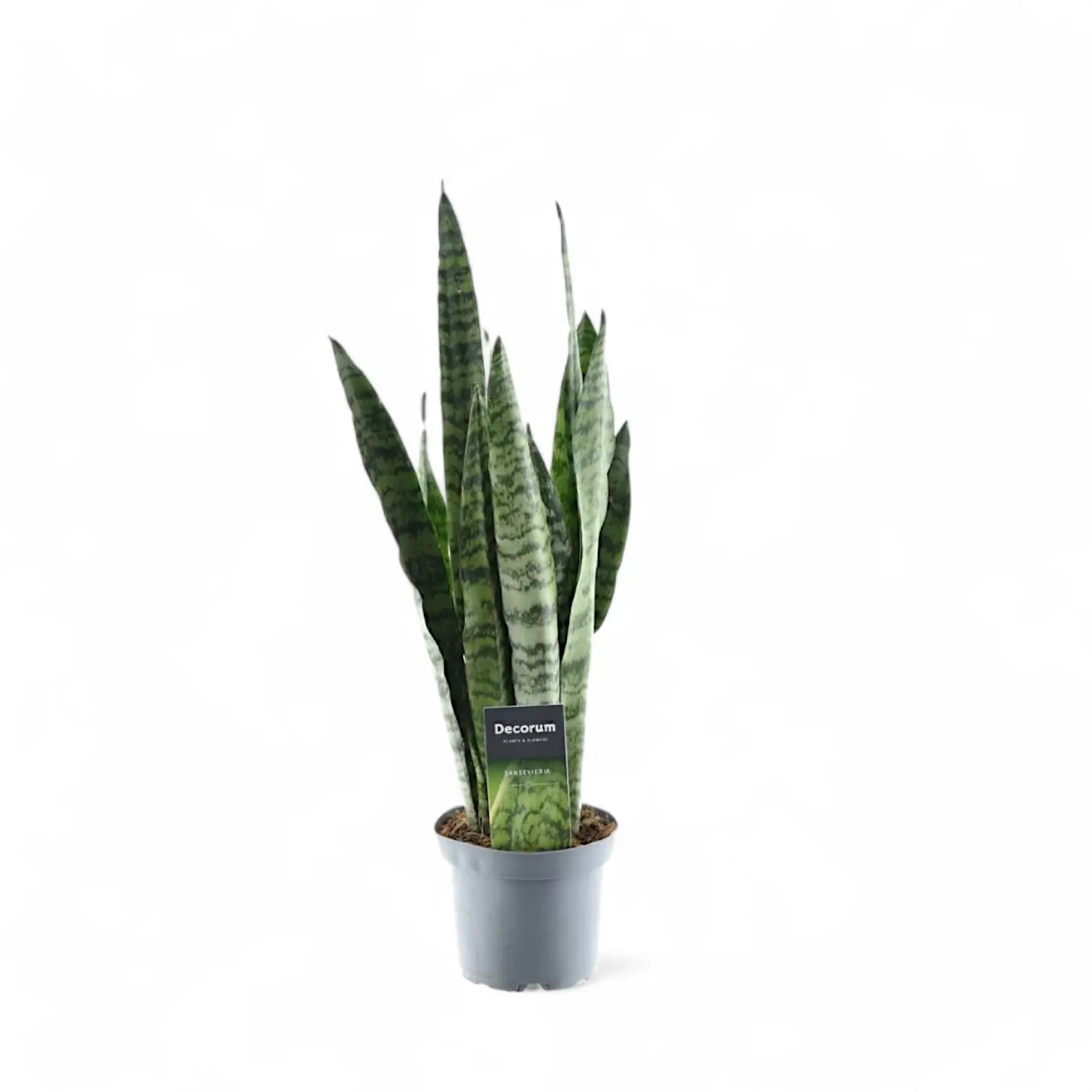 Dracaena (Sansevieria) zeylanica – Topfpflanze im Kulturtopf vor weißem Hintergrund, Produktfoto 5.