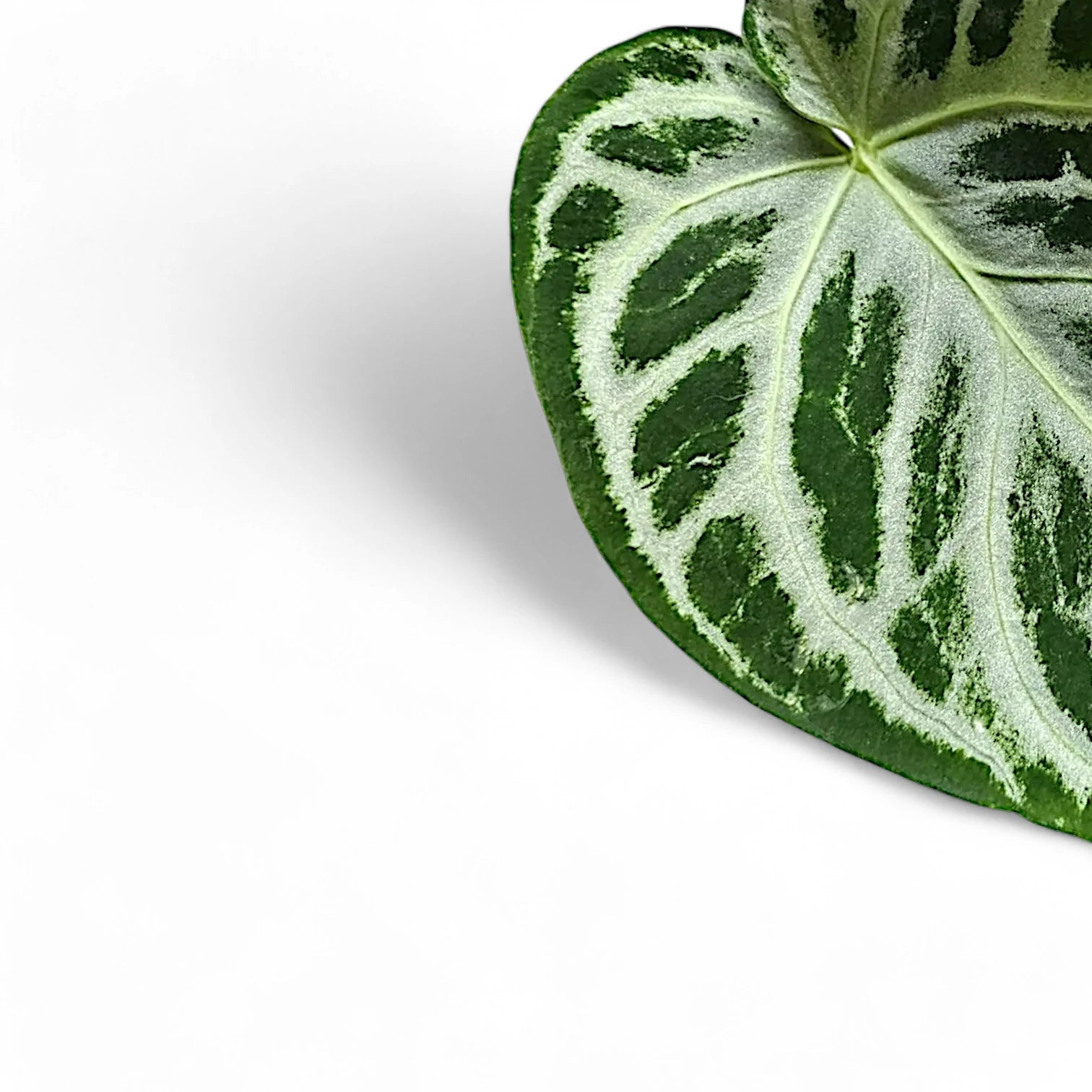 Anthurium 'Super Silver Blush' leaf close-up on white background.