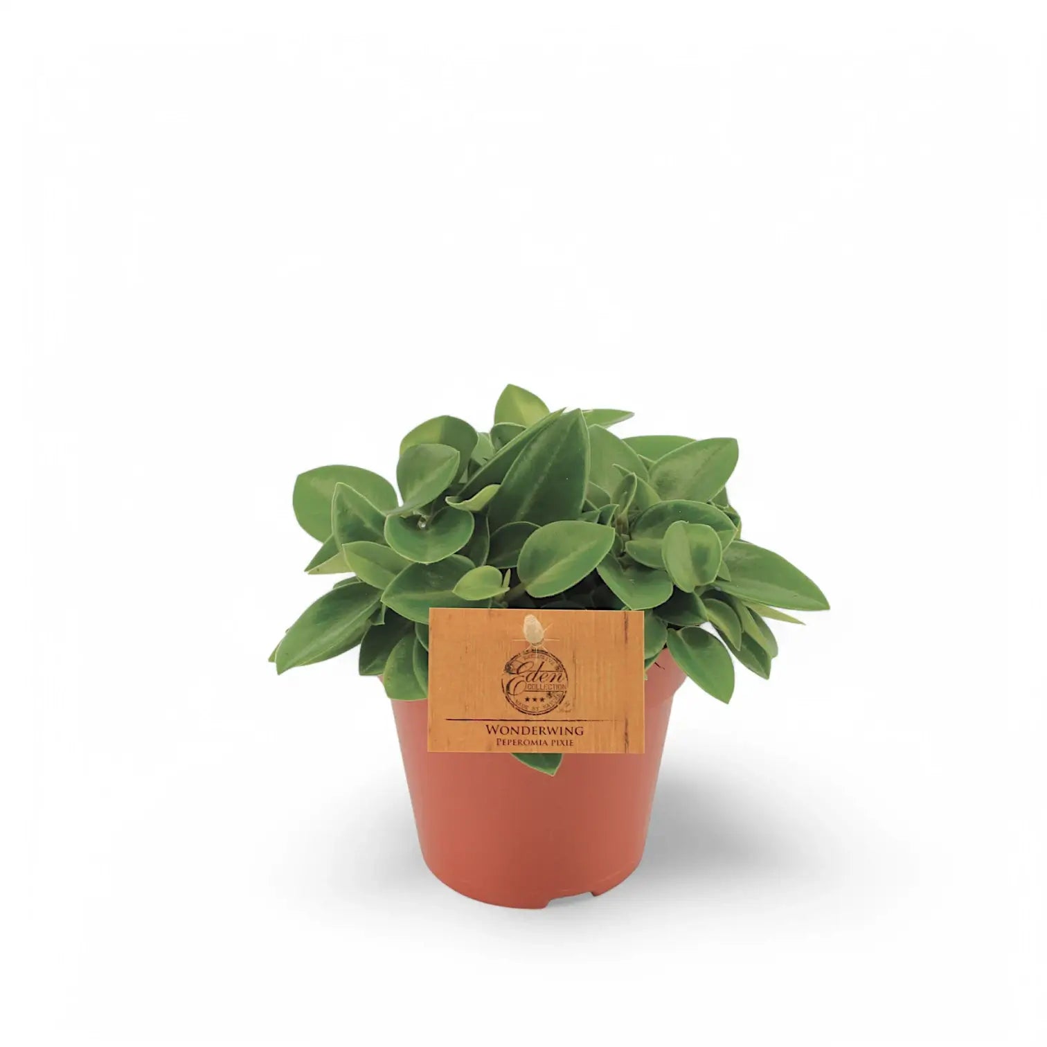 Peperomia orba 'Pixie' – Zimmerpflanze im Kulturtopf auf weißem Hintergrund, Produktfoto 5.
