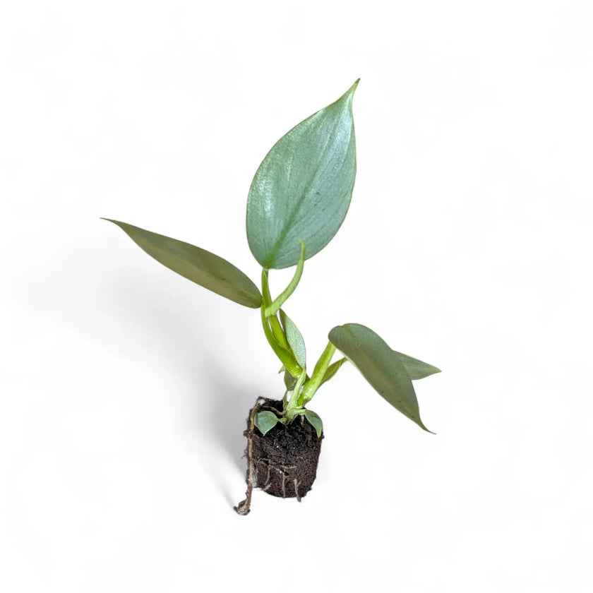 Philodendron hastatum 'Silver queen' ('Silver Sword') – Topfpflanze im Kulturtopf vor weißem Hintergrund, Produktfoto 2.