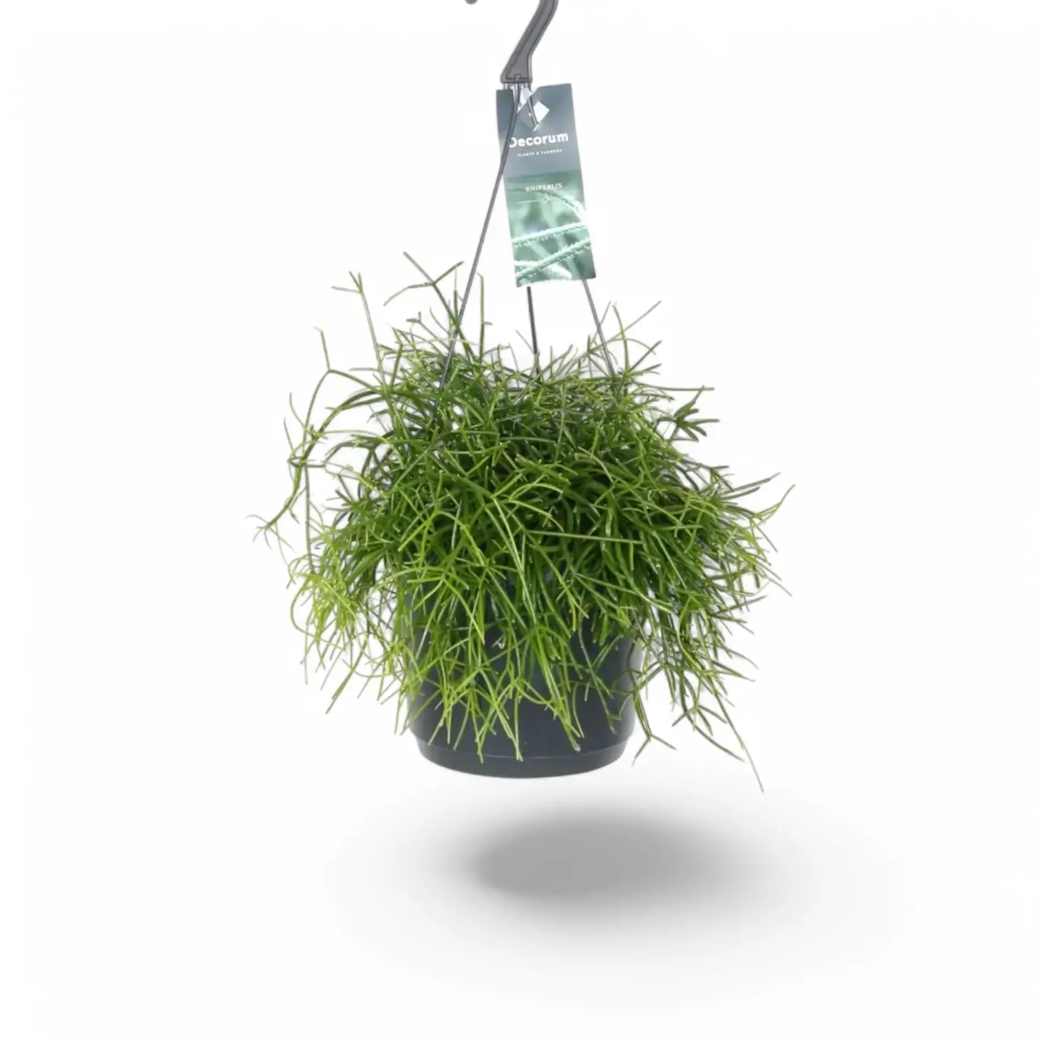 Rhipsalis baccifera potted houseplant in nursery pot on white background, product photo 4.