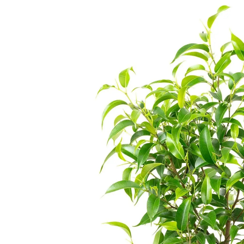 Nahaufnahme eines Blatts von Ficus benjamina 'Natasja' vor weißem Hintergrund.