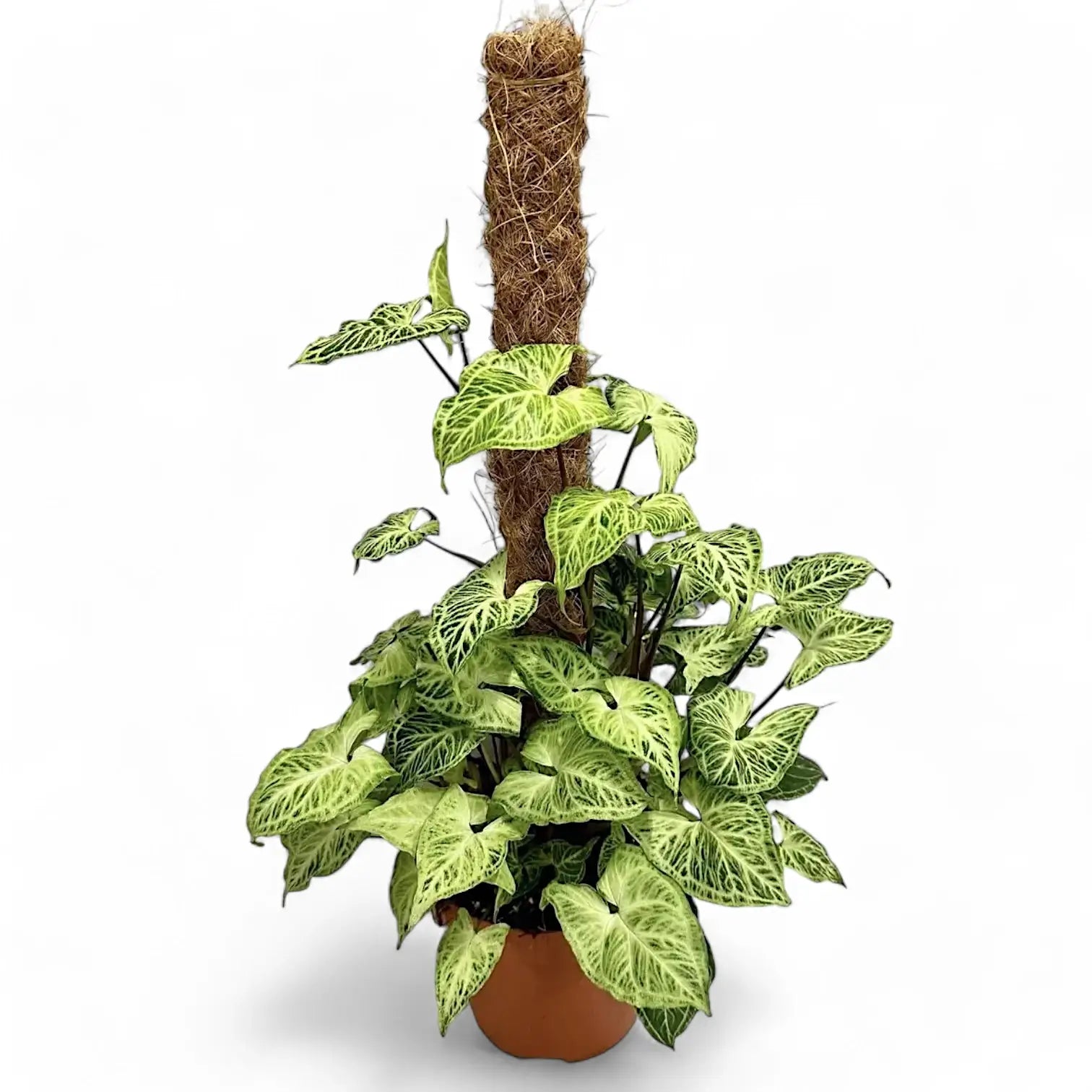 Syngonium podophyllum 'Batik' ('Golden venation') potted houseplant in nursery pot on white background, product photo 8.