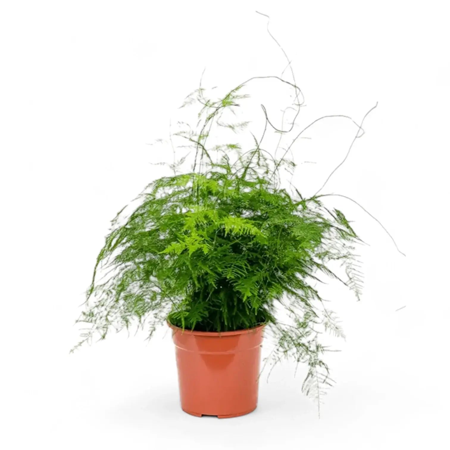 Asparagus setaceus – Zimmerpflanze im Kulturtopf auf weißem Hintergrund, Produktfoto 13.