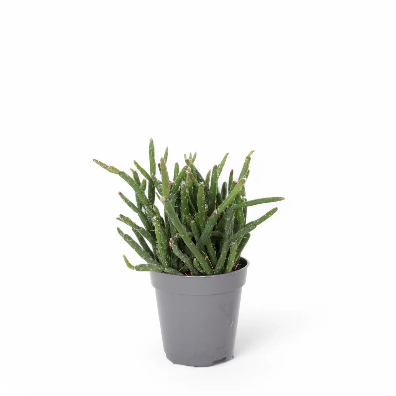 Rhipsalis burchellii – Zimmerpflanze im Kulturtopf auf weißem Hintergrund, Produktfoto 3.