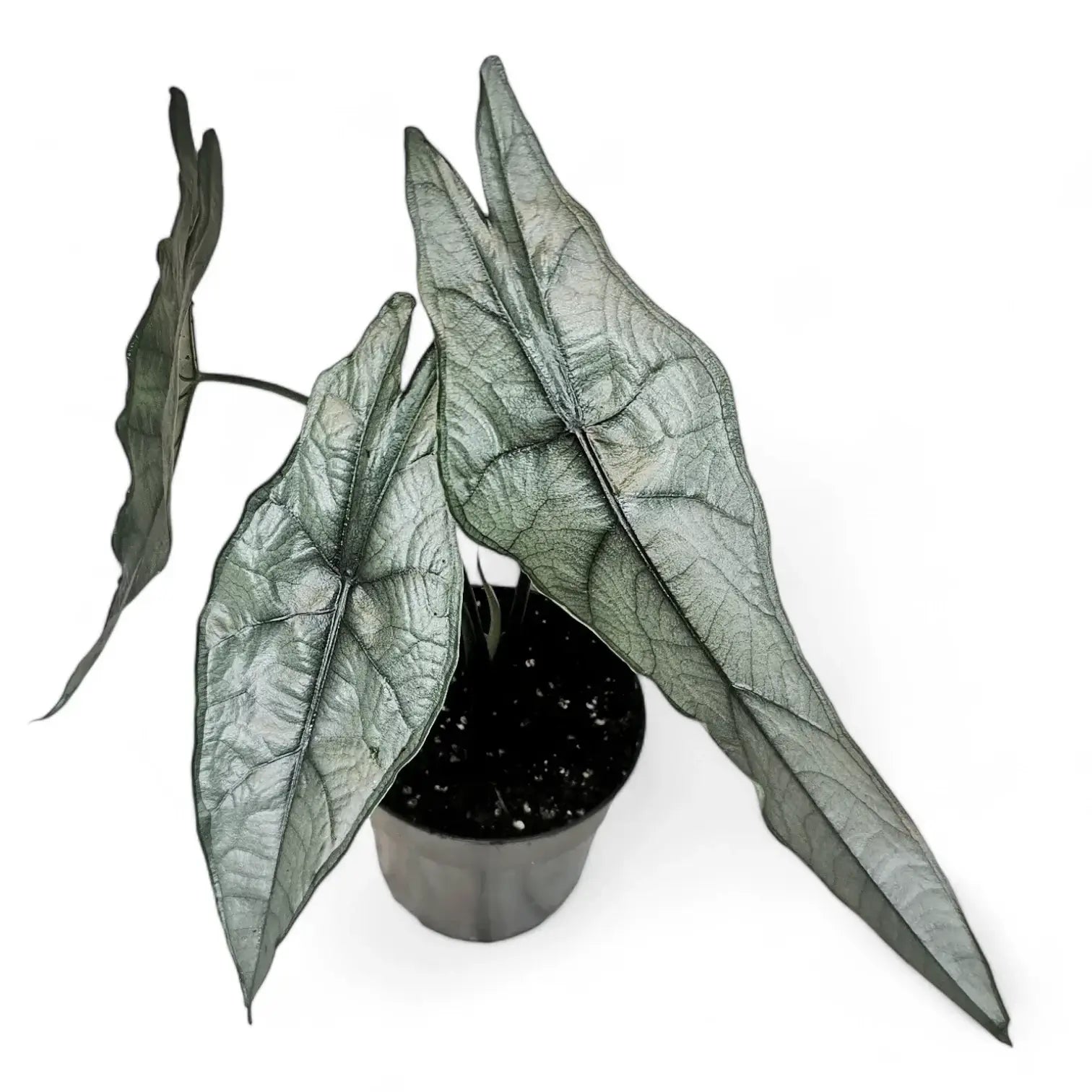Alocasia heterophylla 'Dragon's Breath' potted houseplant in nursery pot on white background, product photo 11.