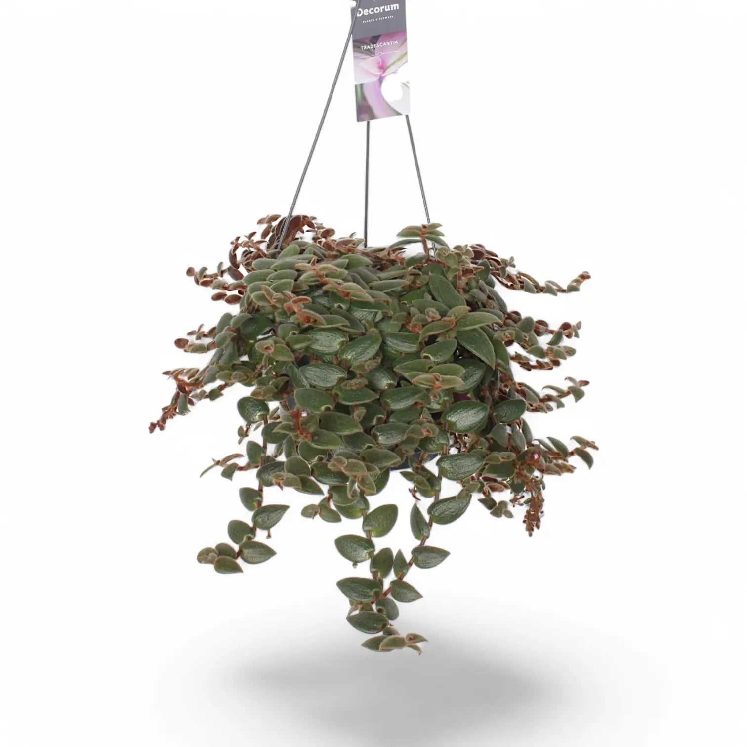 Cyanotis beddomei âBrown Hillâ â Topfpflanze im Kulturtopf vor weiĂem Hintergrund, Produktfoto 3.