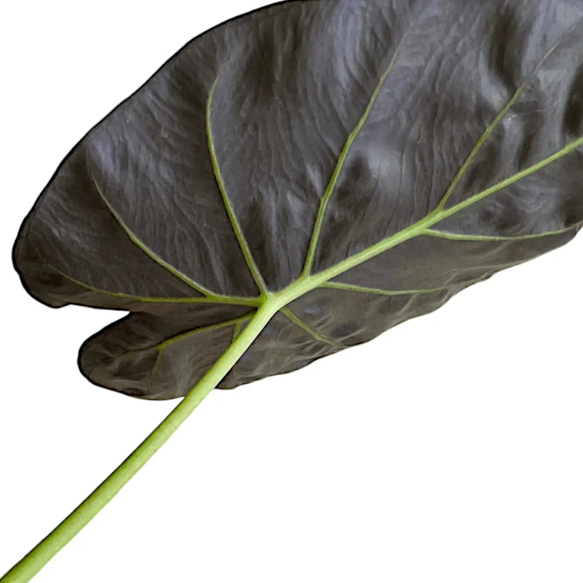 Alocasia wentii leaf close-up on white background.