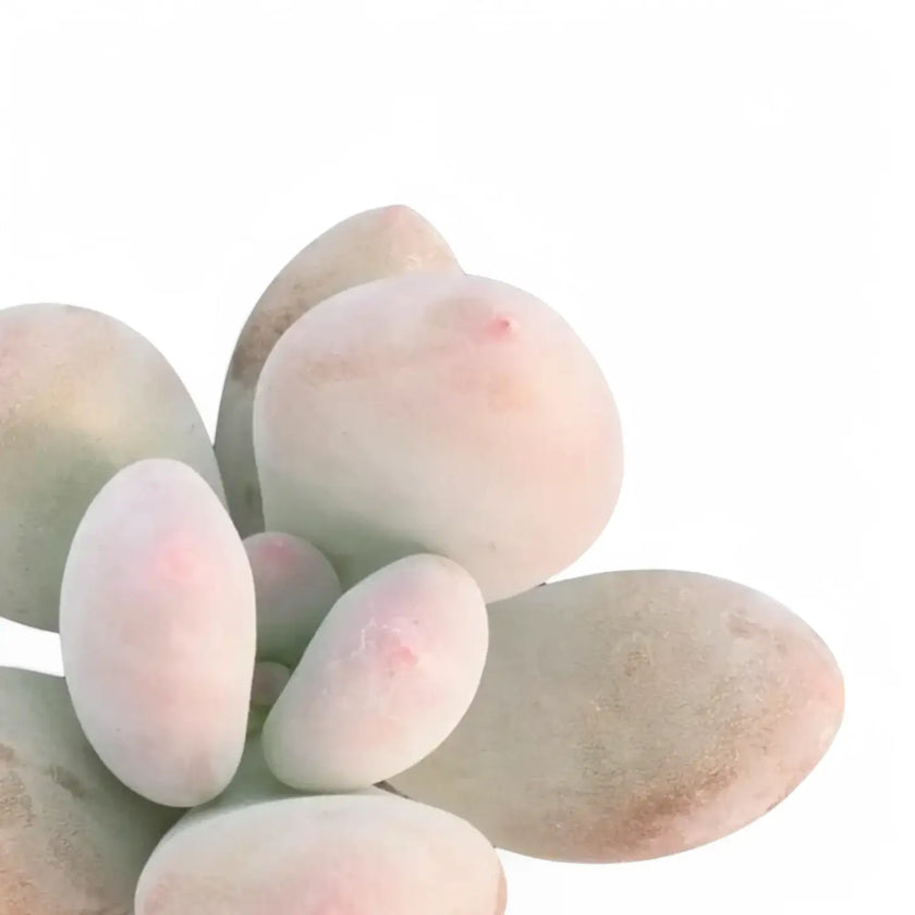Pachyphytum oviferum 'Pink Moonstones' aka 'Pink Panther' leaf close-up on white background.