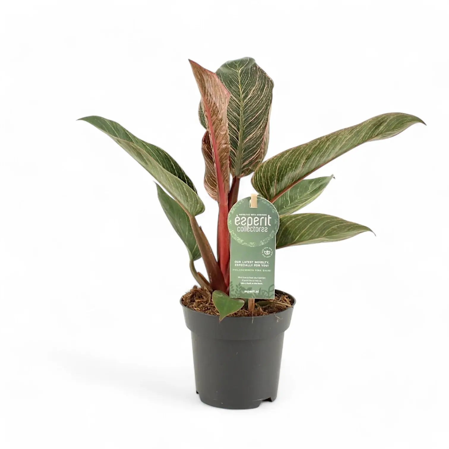 Philodendron 'Birkin Pink' ('Pink Bikini') potted houseplant in nursery pot on white background, product photo 7.