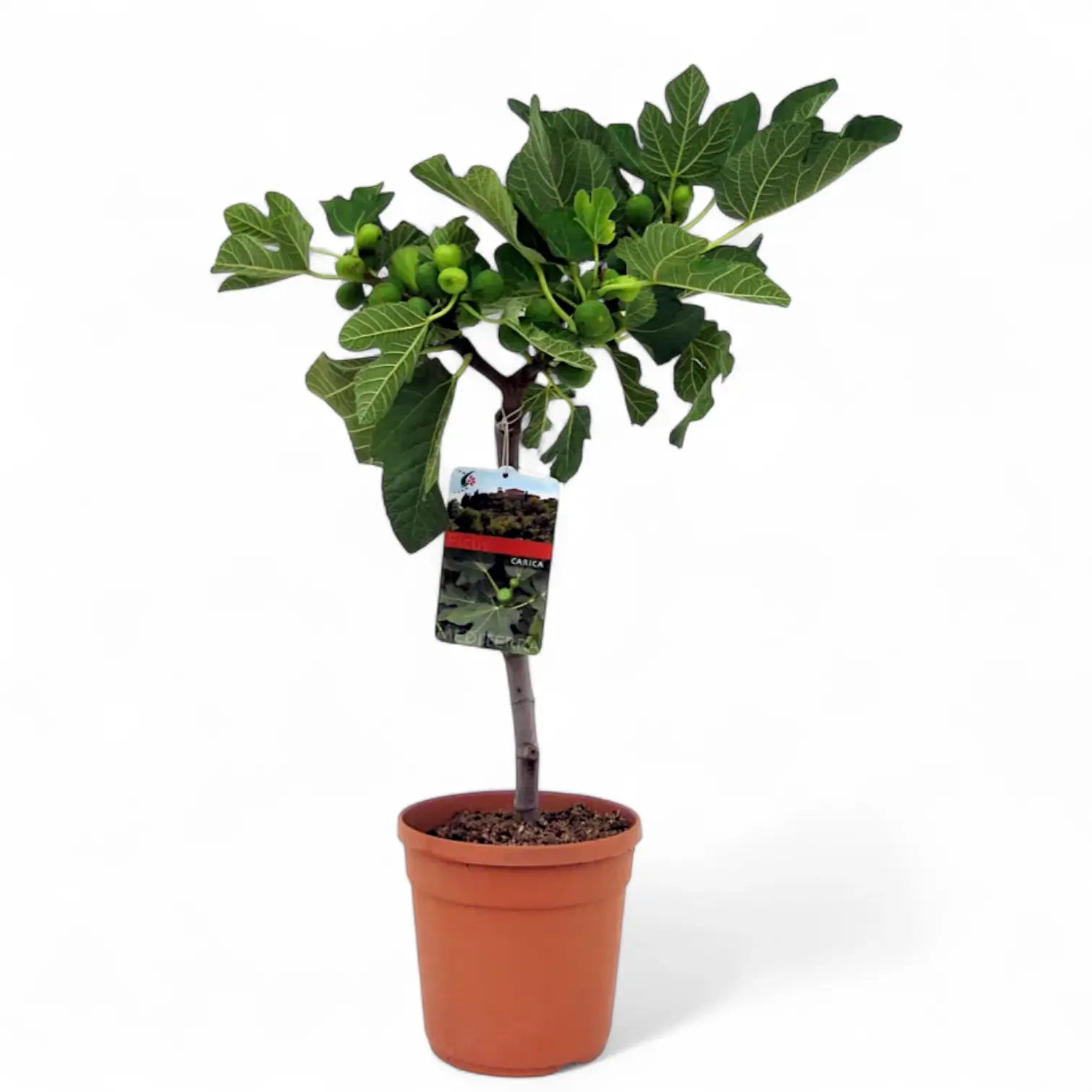 Ficus carica – Topfpflanze im Kulturtopf vor weißem Hintergrund, Produktfoto 2.