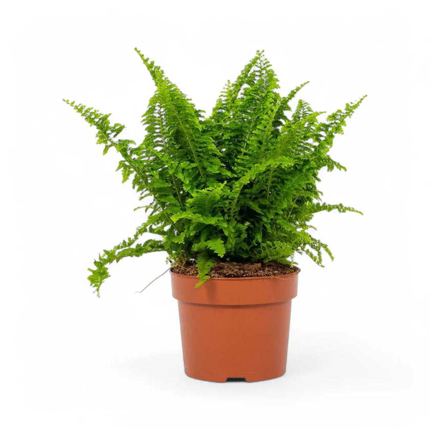 Nephrolepis exaltata 'Vitale' potted houseplant in nursery pot on white background, product photo 2.