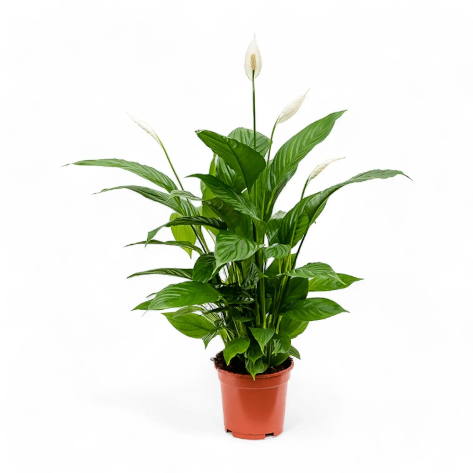 Spathiphyllum 'Vivaldi' potted houseplant in nursery pot on white background, product photo 2.