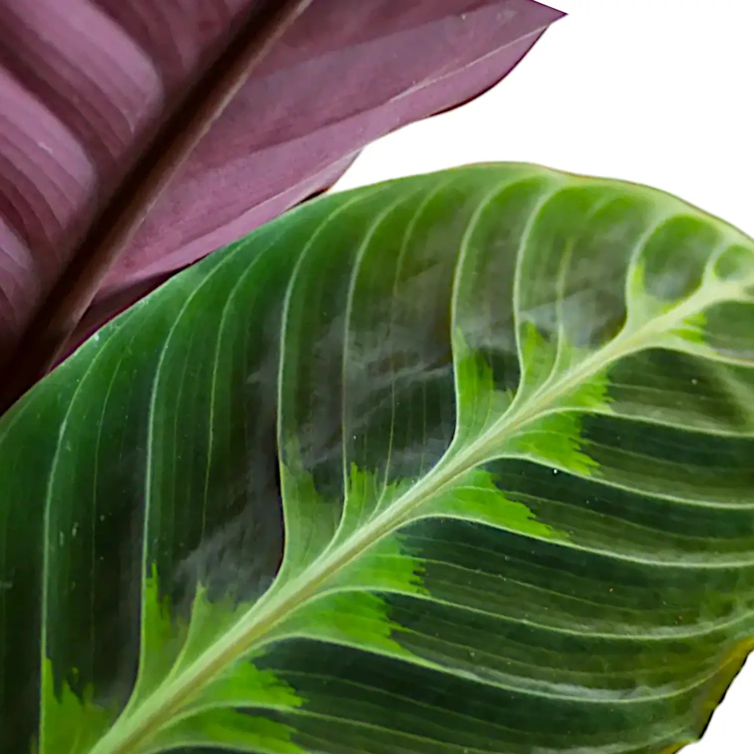 Nahaufnahme eines Blatts von Goeppertia (Calathea) warszewiczii vor weißem Hintergrund.