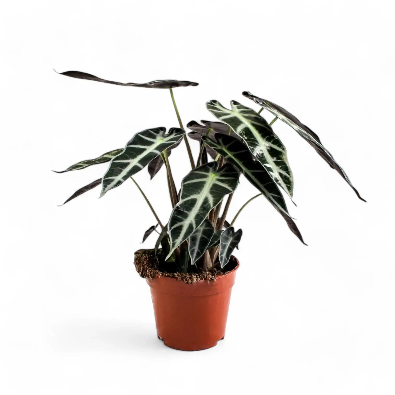 Alocasia 'Bambino Arrow' potted houseplant in nursery pot on white background, product photo 5.