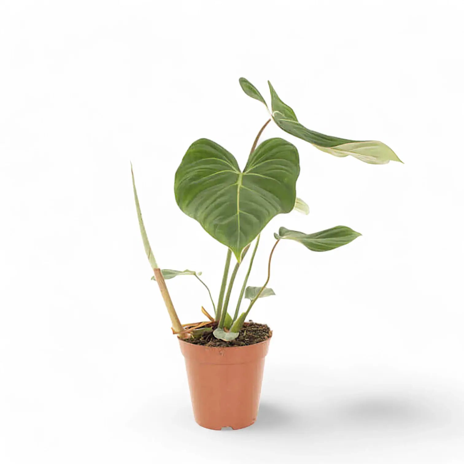 Philodendron gloriosum – Topfpflanze im Kulturtopf vor weißem Hintergrund, Produktfoto 12.