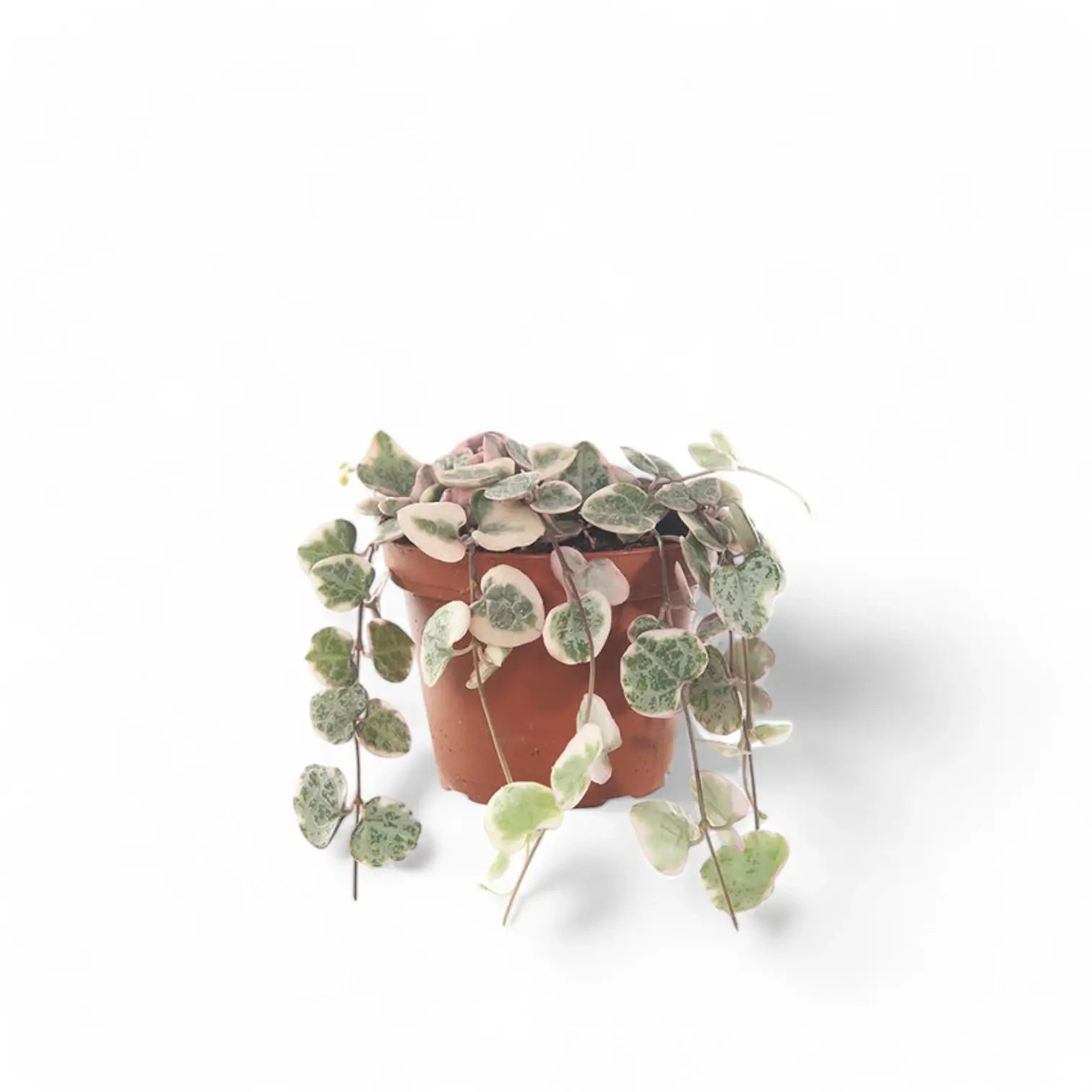 Ceropegia woodii variegata potted houseplant in nursery pot on white background, product photo 4.