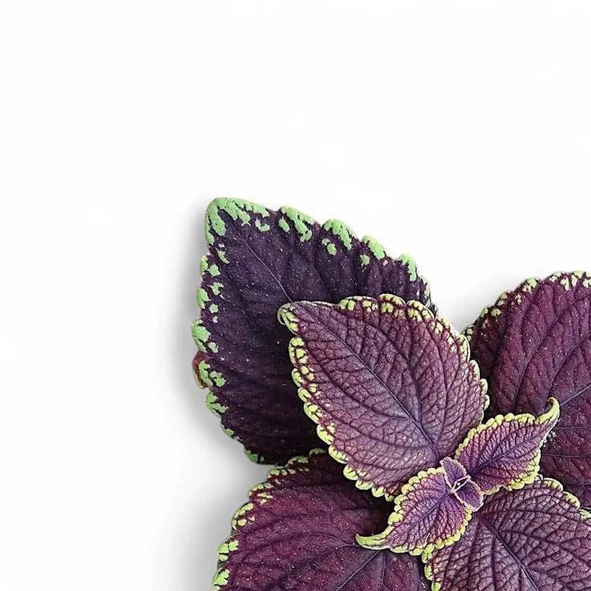Coleus scutellarioides 'Main Street Abbey Road' leaf close-up on white background.