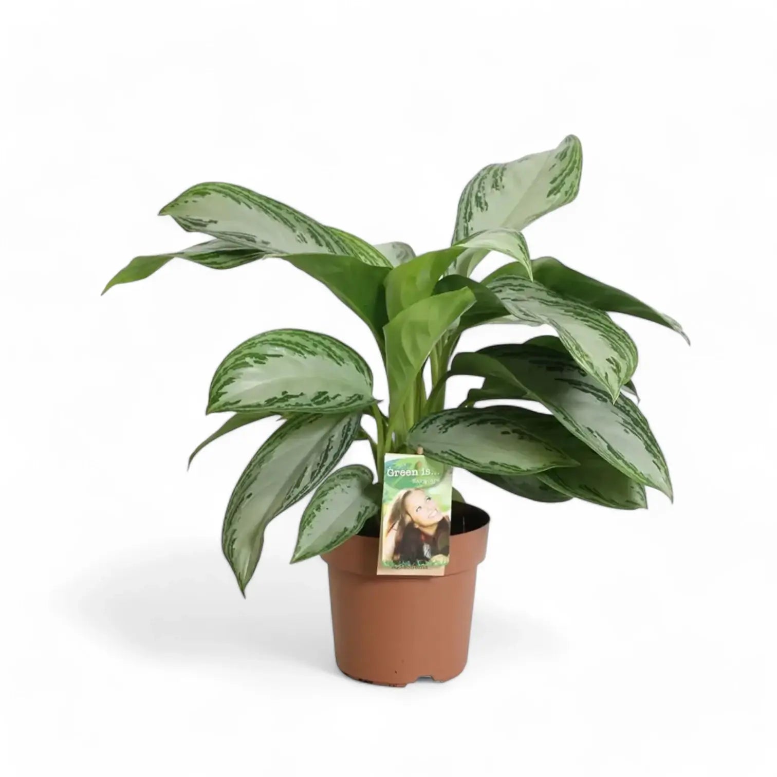 Aglaonema 'Silver Bay' potted houseplant in nursery pot on white background, product photo 3.