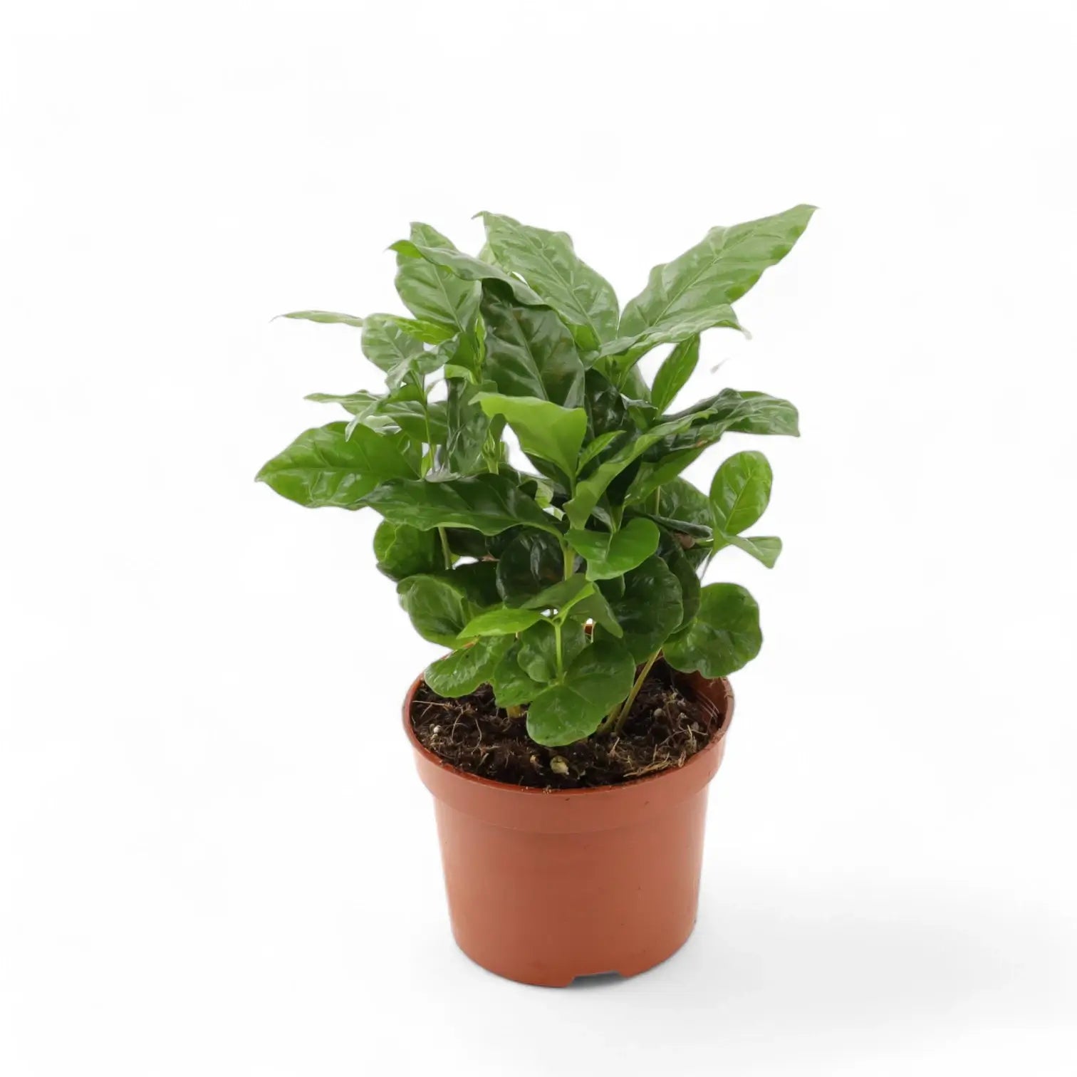 Coffea arabica – Topfpflanze im Kulturtopf vor weißem Hintergrund, Produktfoto 7.