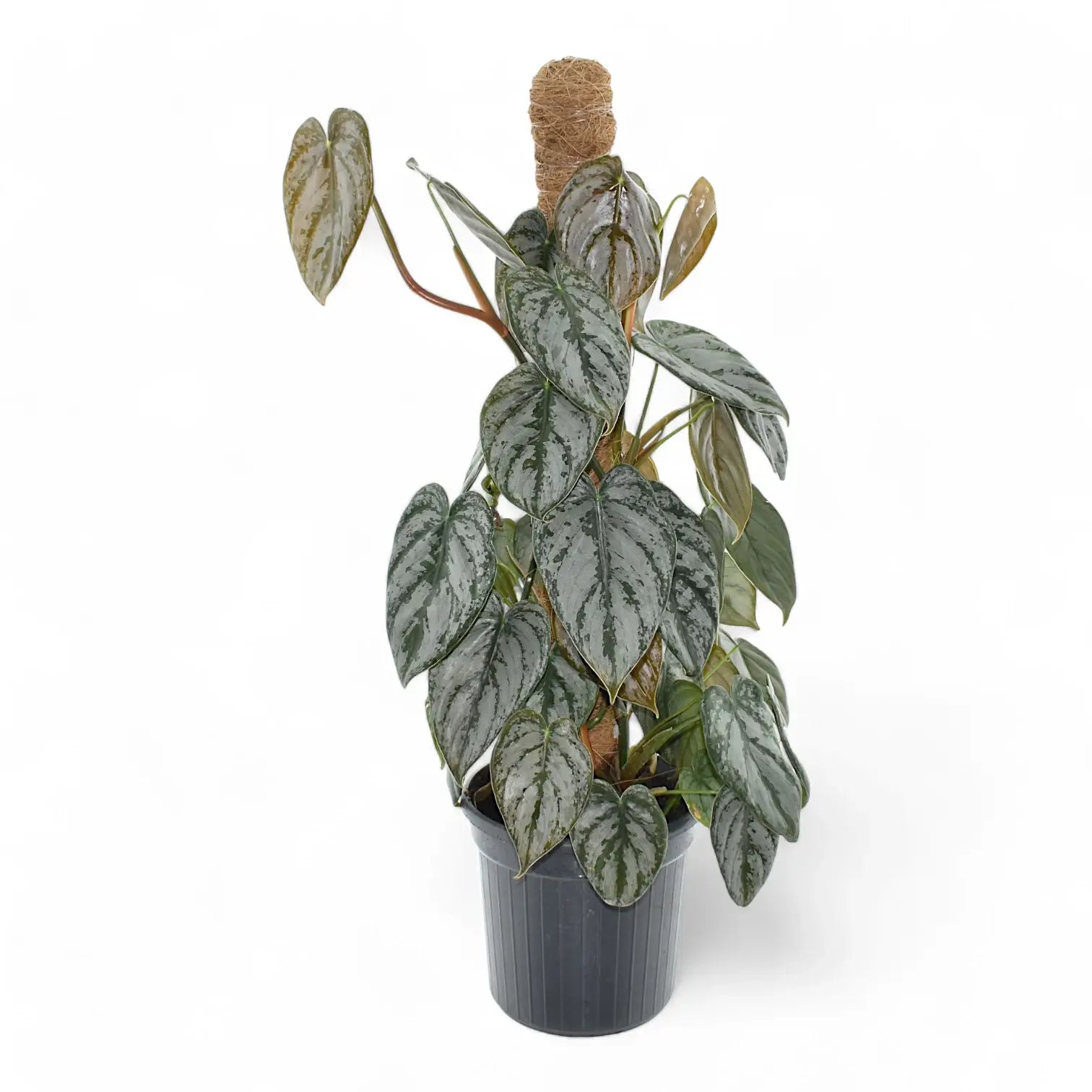 Philodendron brandtianum potted houseplant in nursery pot on white background, product photo 6.