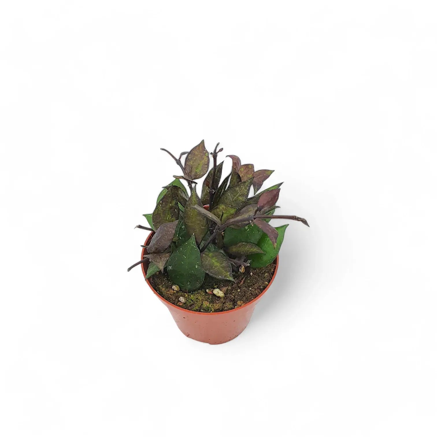 Hoya krohniana 'Black Leaves' potted houseplant in nursery pot on white background, product photo 3.