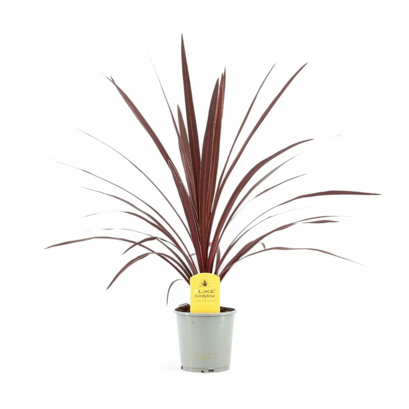 Cordyline australis 'Red Star' potted houseplant in nursery pot on white background, product photo 3.