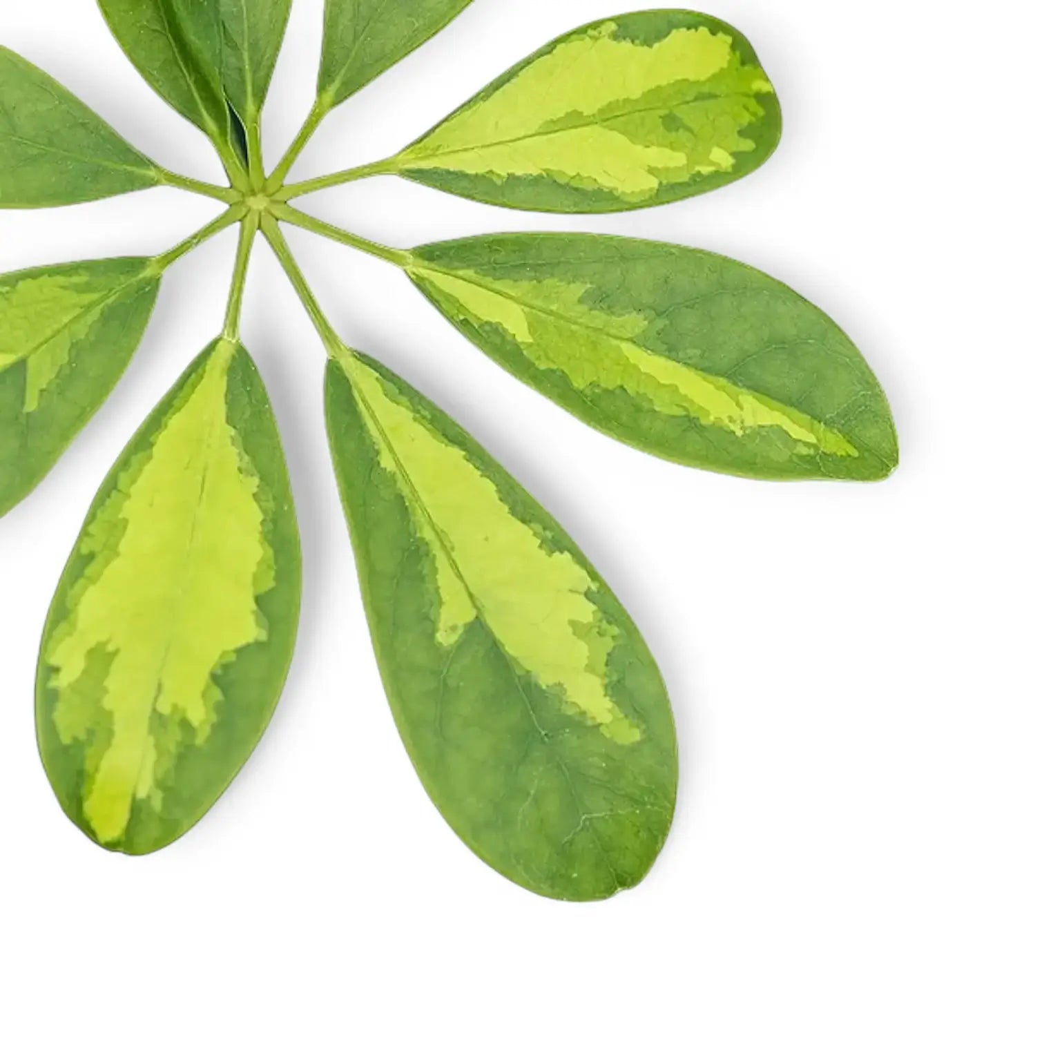 Heptapleurum (Schefflera) arboricola 'Gold Capella' – Zimmerpflanze im Kulturtopf auf weißem Hintergrund, Produktfoto 9.