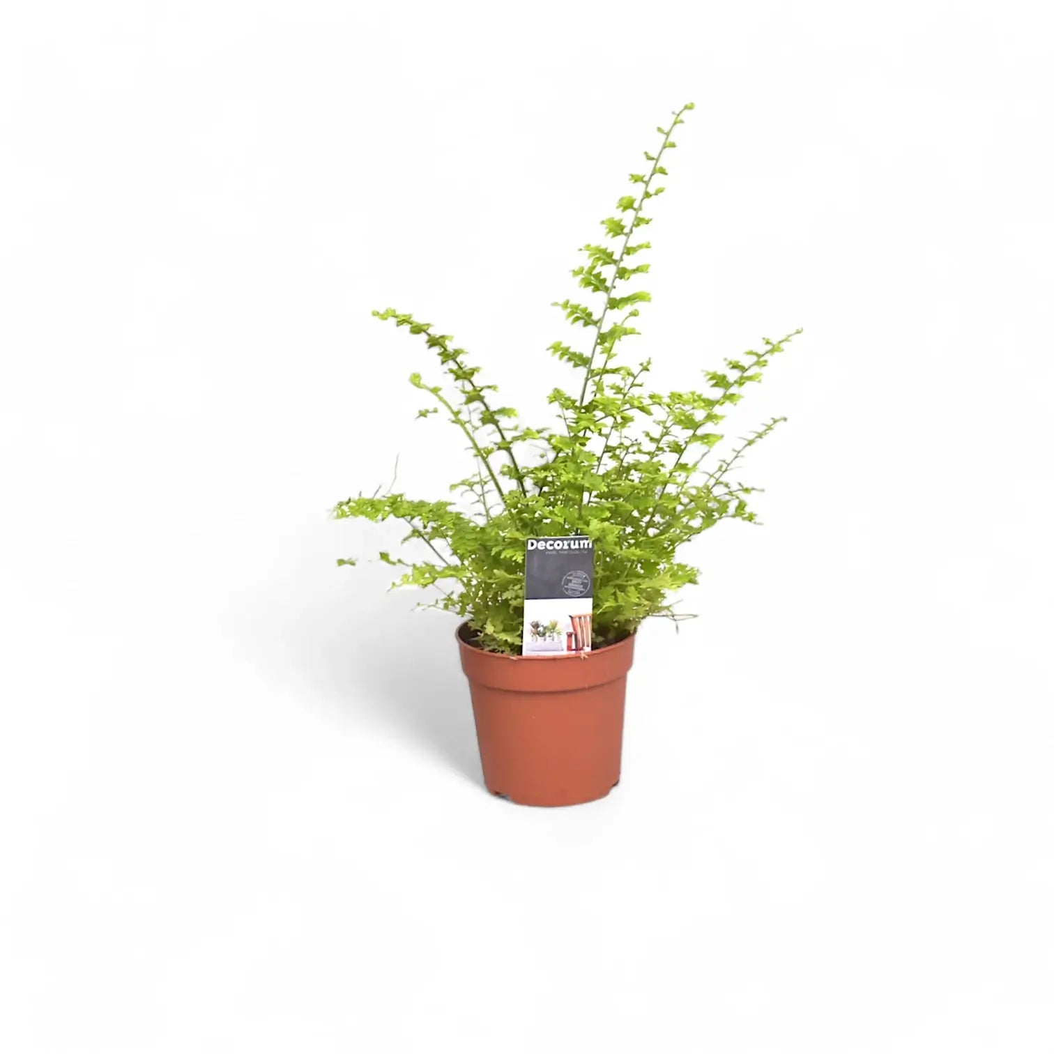 Nephrolepis exaltata 'Green Fantasy' potted houseplant in nursery pot on white background, product photo 3.