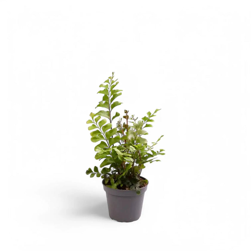 Didymochlaena truncatula potted houseplant in nursery pot on white background, product photo 2.