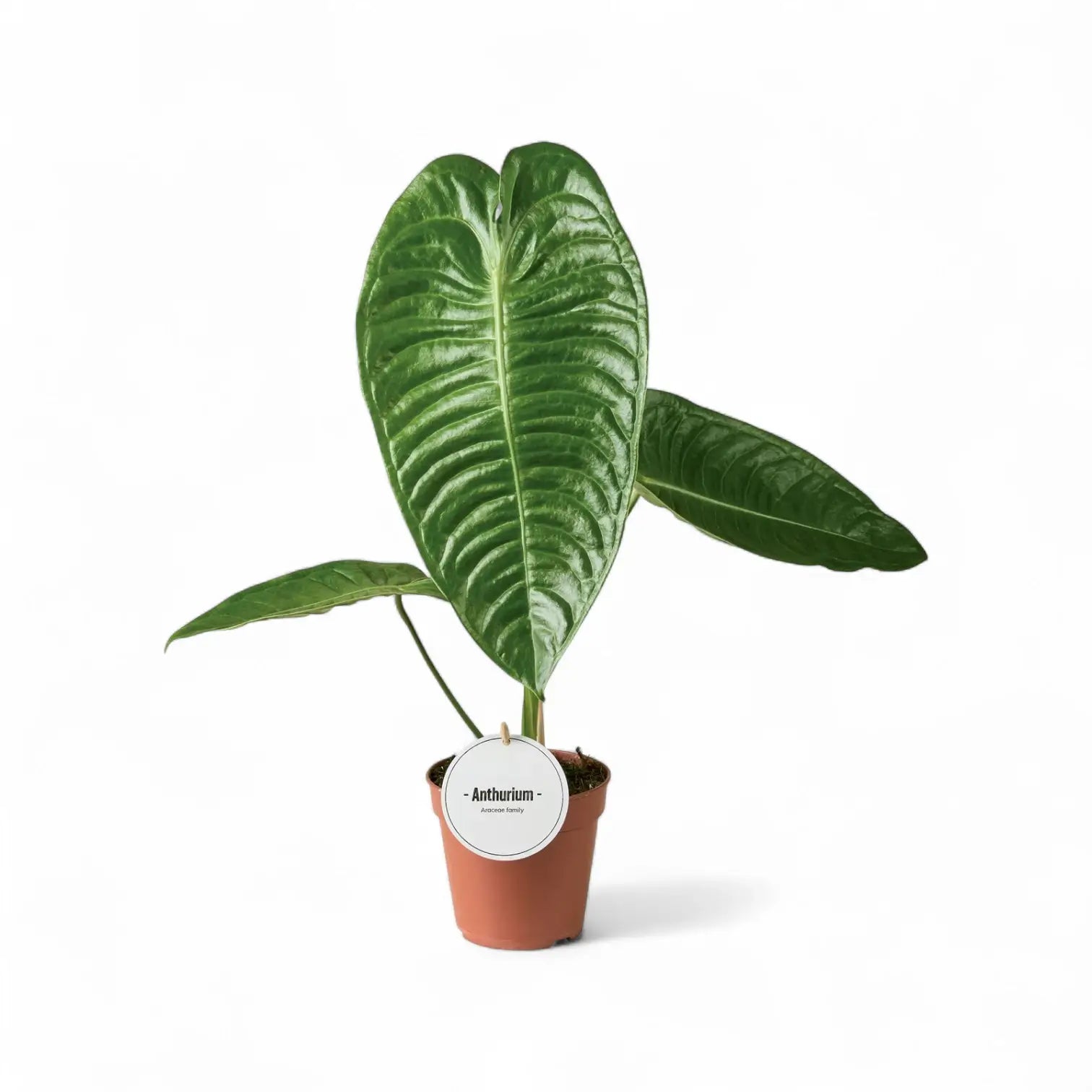 Anthurium veitchii potted houseplant in nursery pot on white background, product photo 3.
