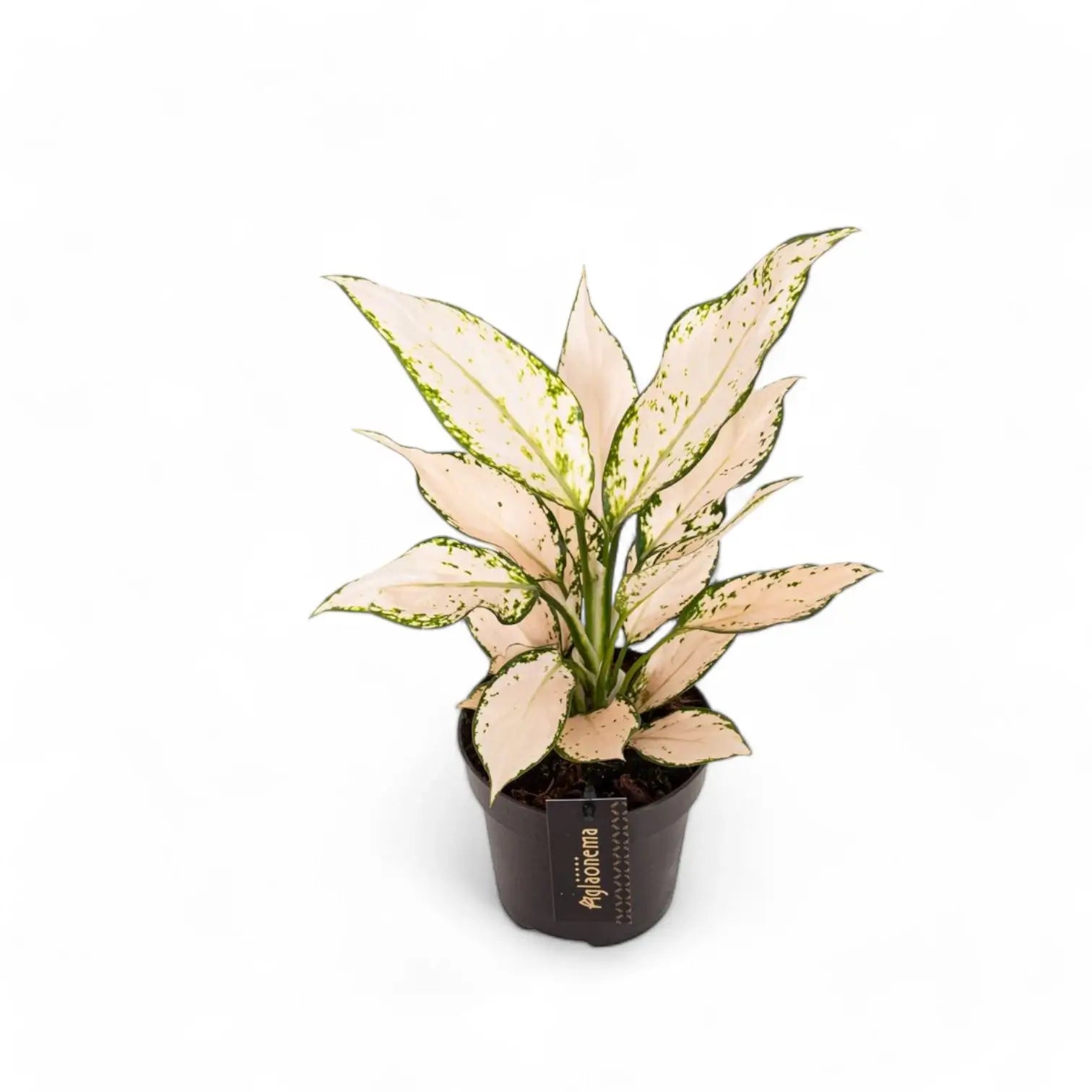 Aglaonema 'Vanilla Baby' – Zimmerpflanze im Kulturtopf auf weißem Hintergrund, Produktfoto 2.