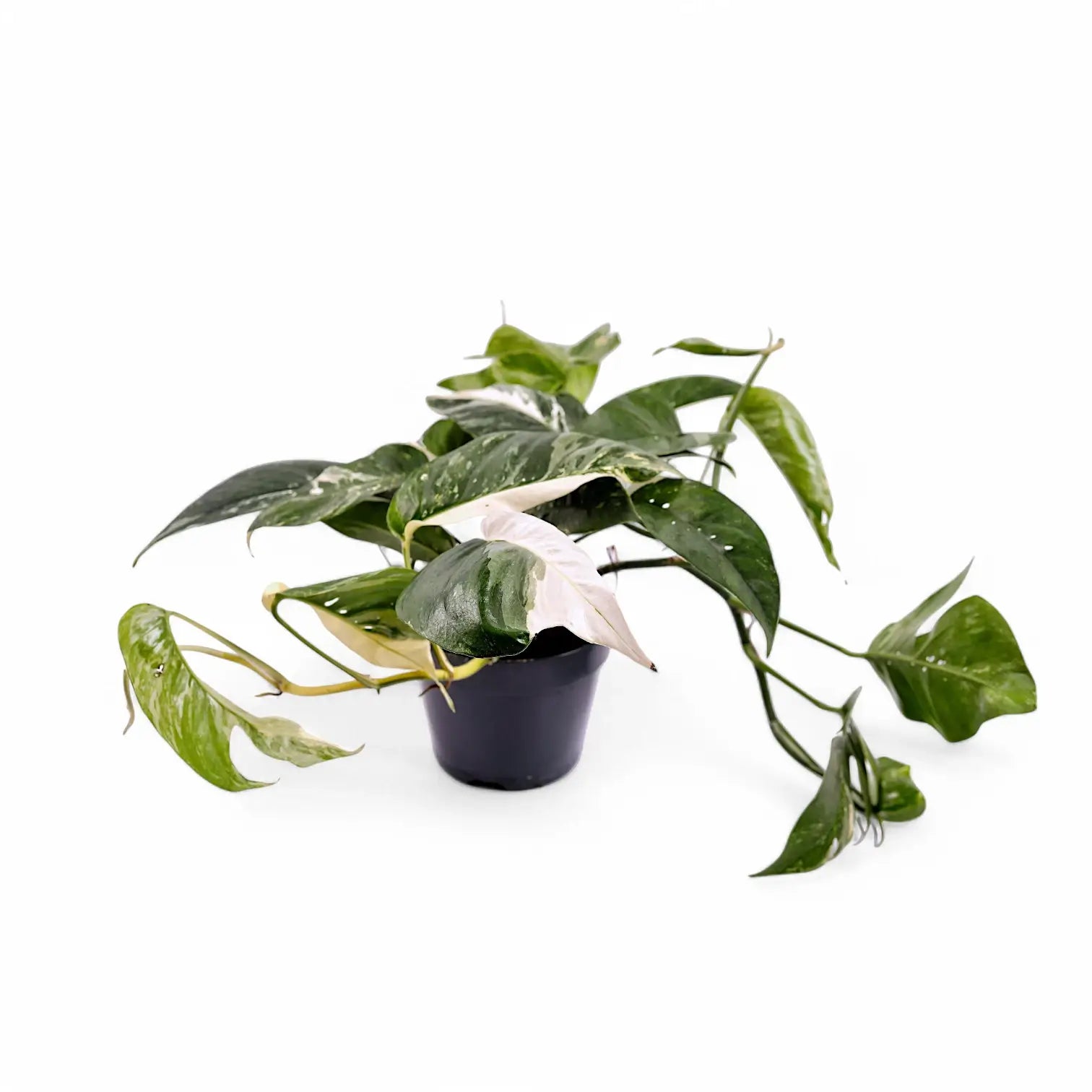 Epipremnum pinnatum variegata – Topfpflanze im Kulturtopf vor weißem Hintergrund, Produktfoto 4.