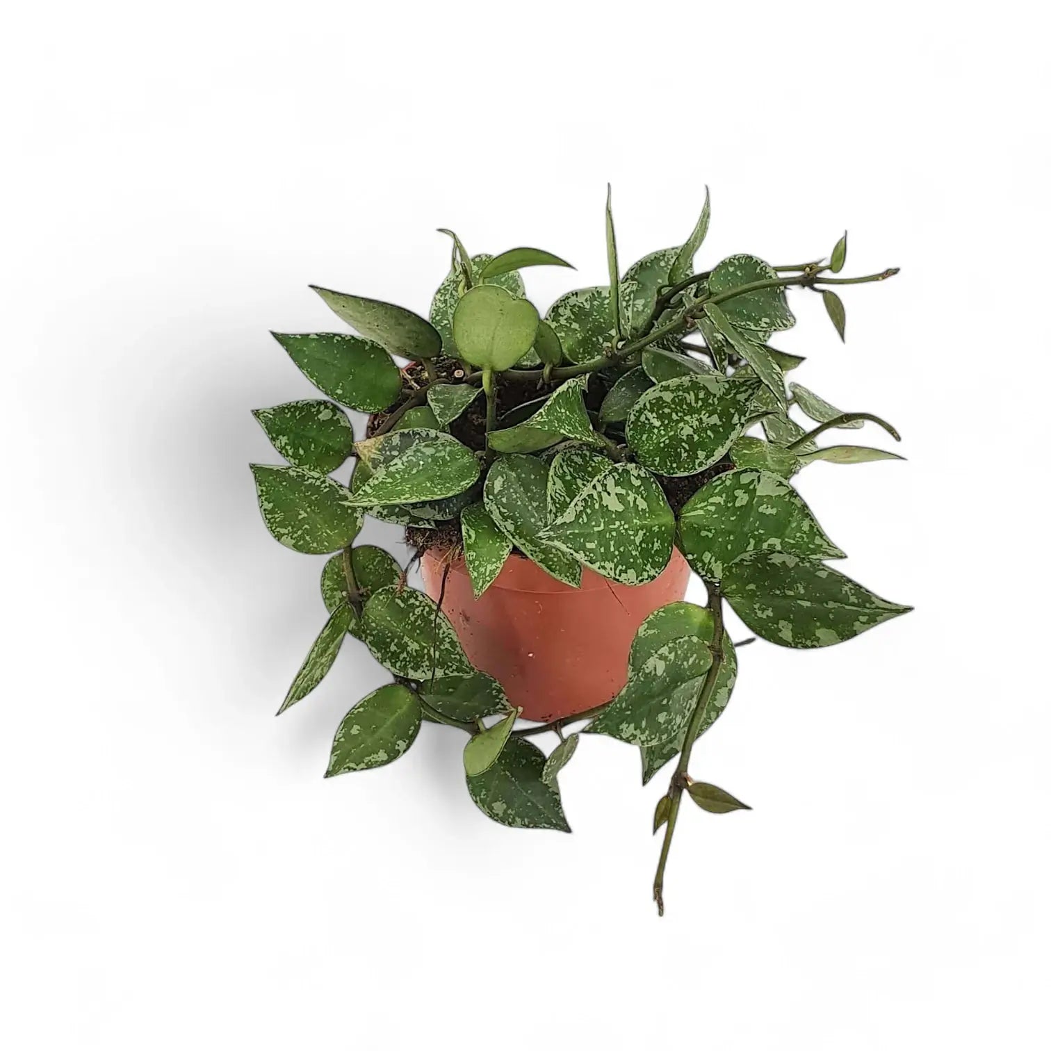 Hoya krohniana 'Splash' potted houseplant in nursery pot on white background, product photo 3.