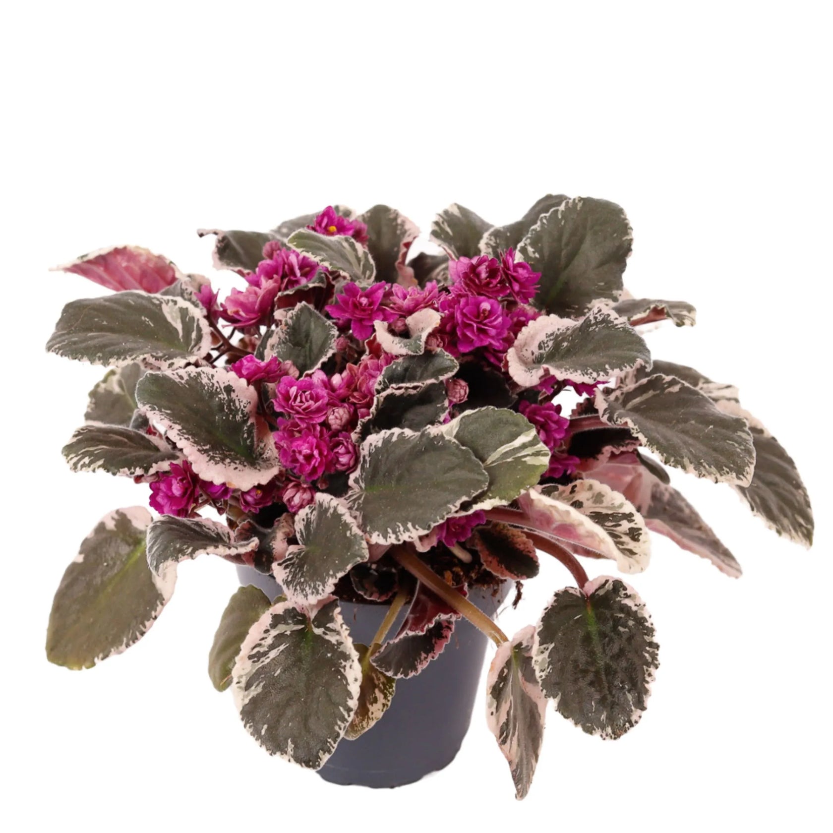 Streptocarpus sect. Saintpaulia 'Hovariagata'