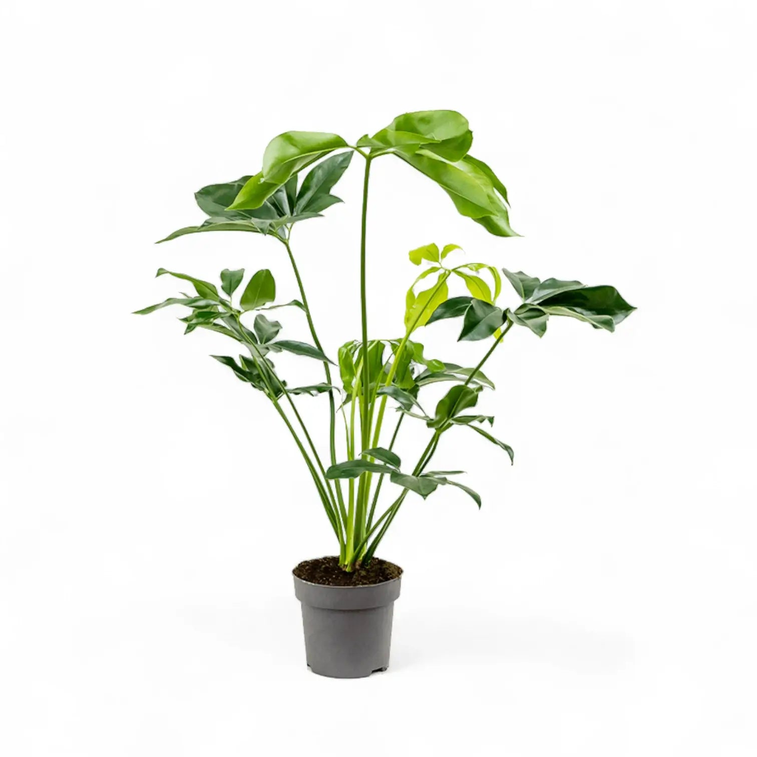 Thaumatophyllum spruceanum 'Green Wonder' ('Fun Bun') – Zimmerpflanze im Kulturtopf auf weißem Hintergrund, Produktfoto 3.